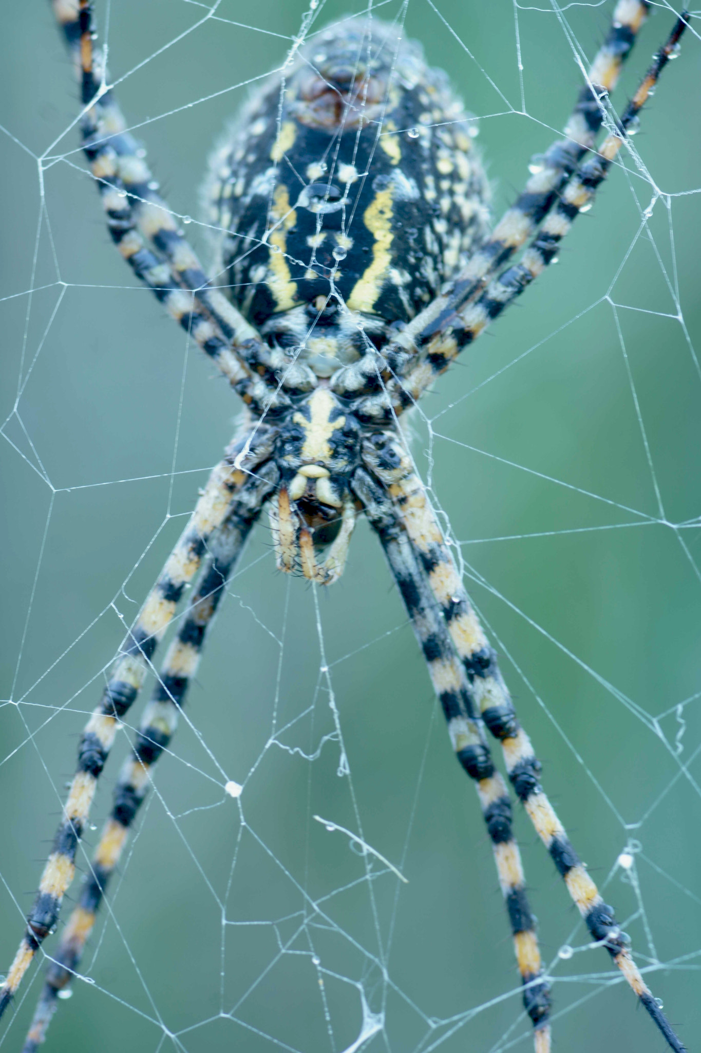 Sony a6000 + Tamron SP AF 90mm F2.8 Di Macro sample photo. Argiope bruennichi photography