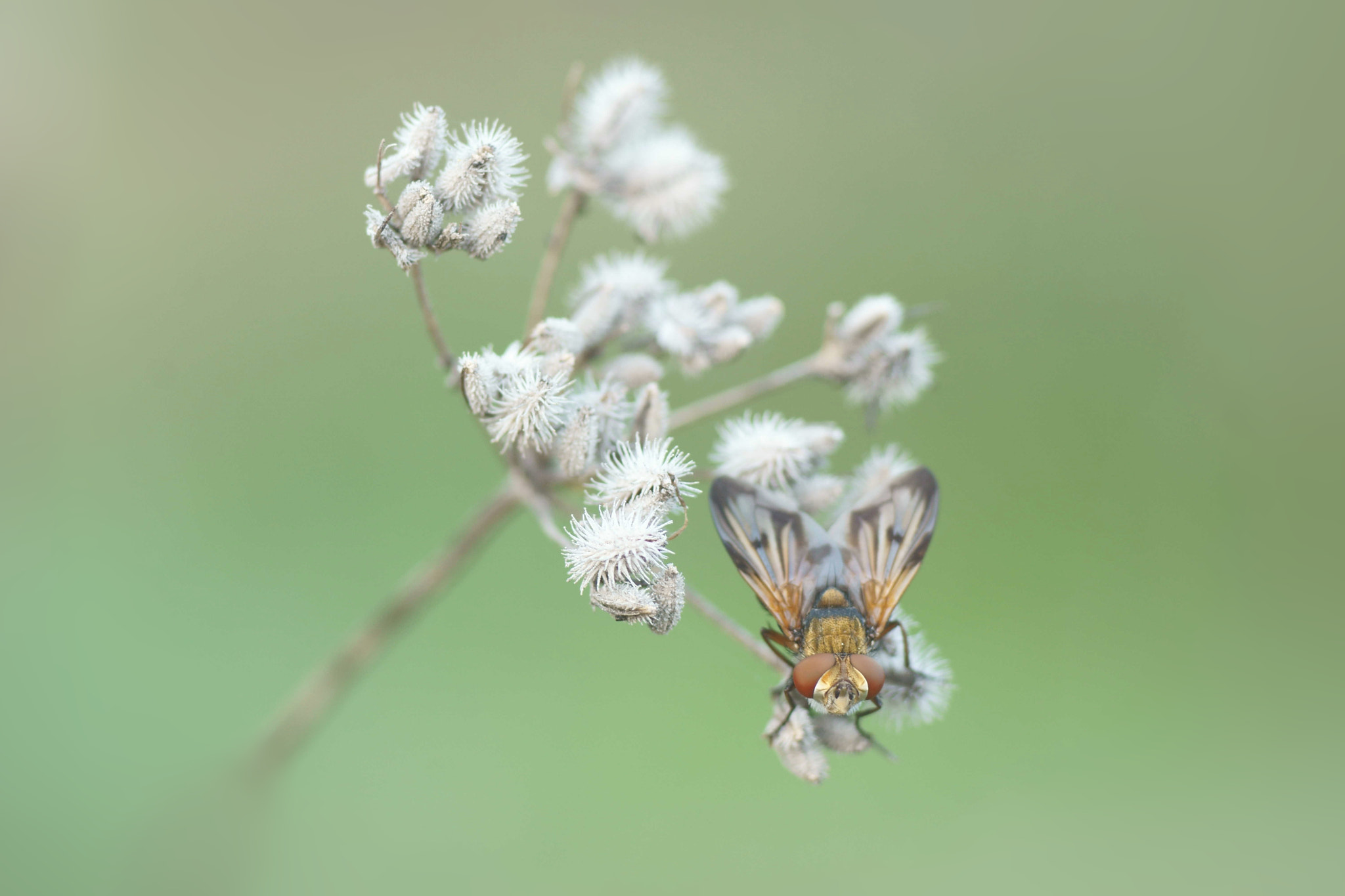 Sony a6000 + Tamron SP AF 90mm F2.8 Di Macro sample photo. Díptero photography