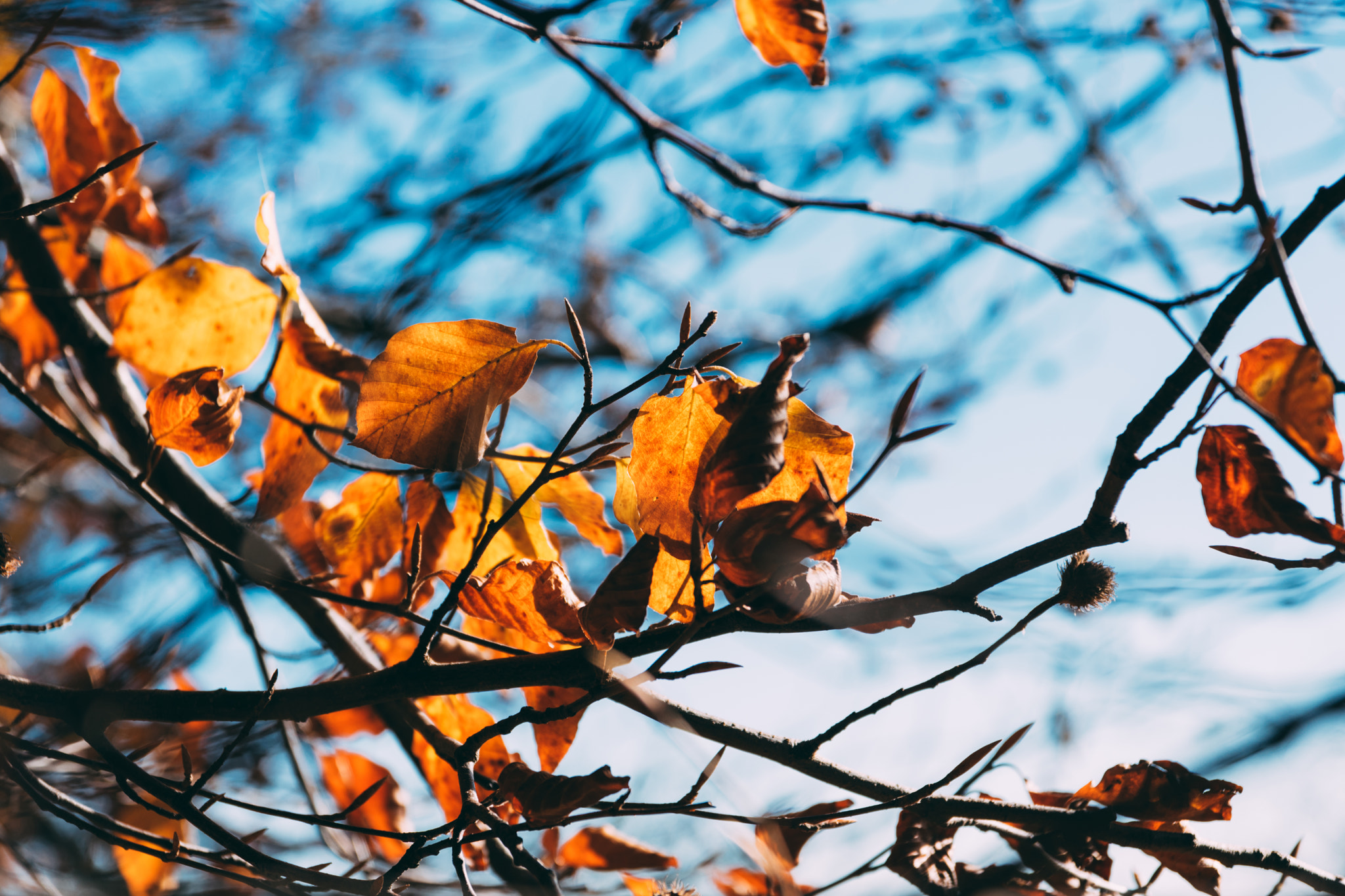 Sigma 17-70mm F2.8-4 DC Macro OS HSM | C sample photo. Autumn's contrast  photography