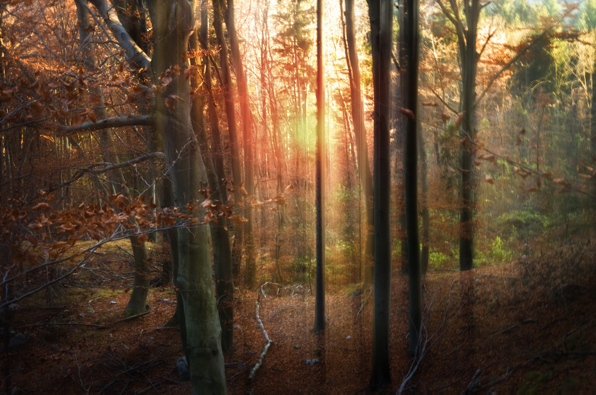 Sigma 17-50mm F2.8 EX DC HSM sample photo. Autumn shades photography