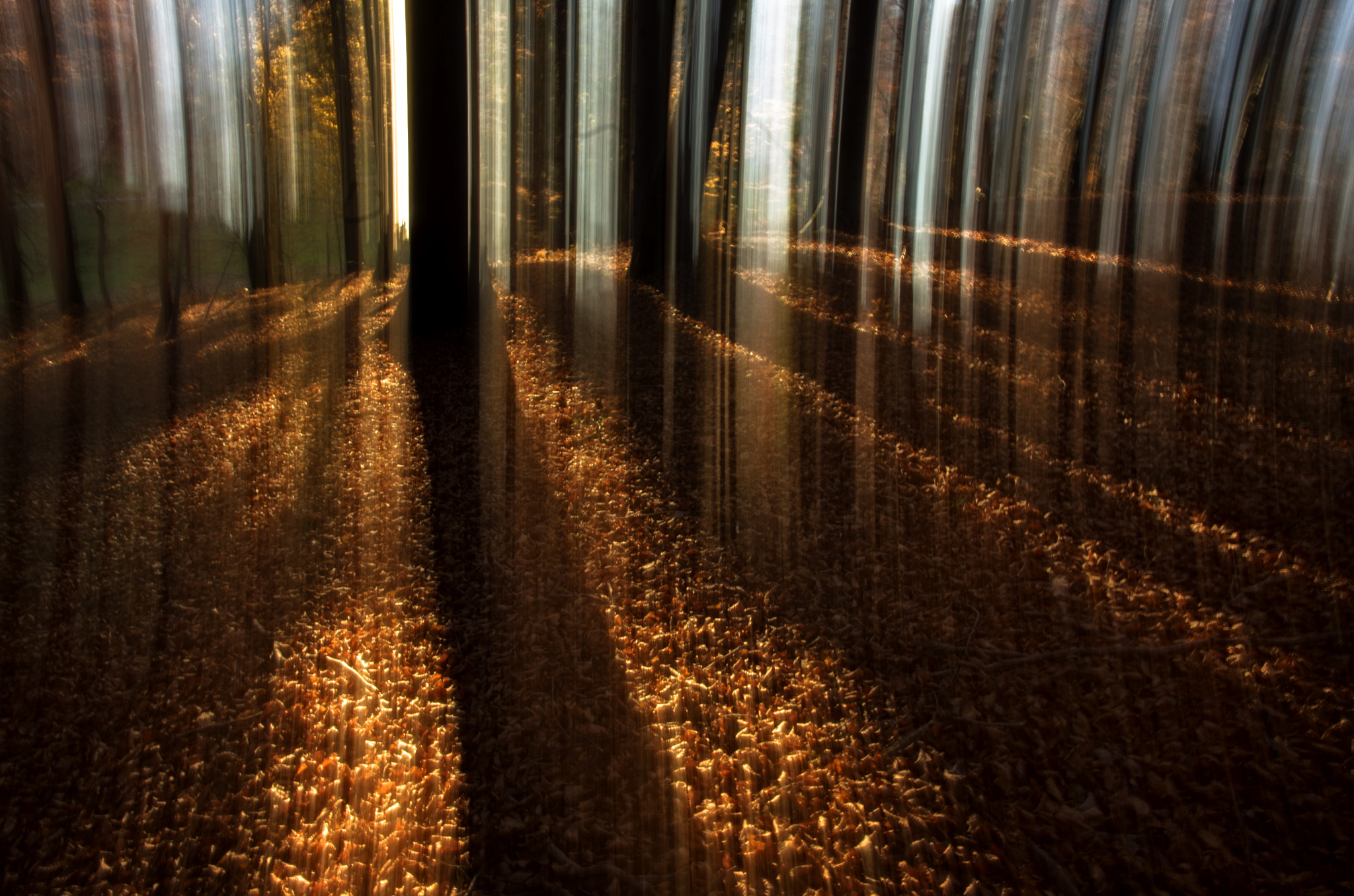 Sigma 17-50mm F2.8 EX DC HSM sample photo. Forest carpet photography