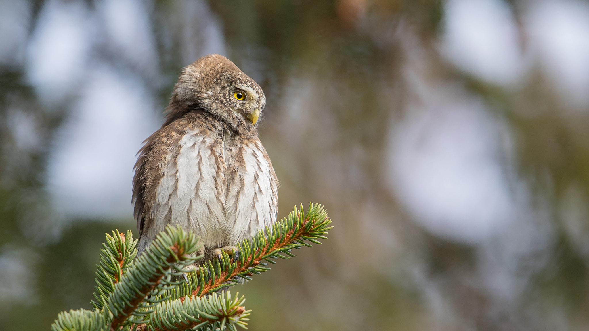 Canon EOS 5D Mark IV + Canon EF 600mm F4L IS II USM sample photo. Eurasian pygmy owl photography