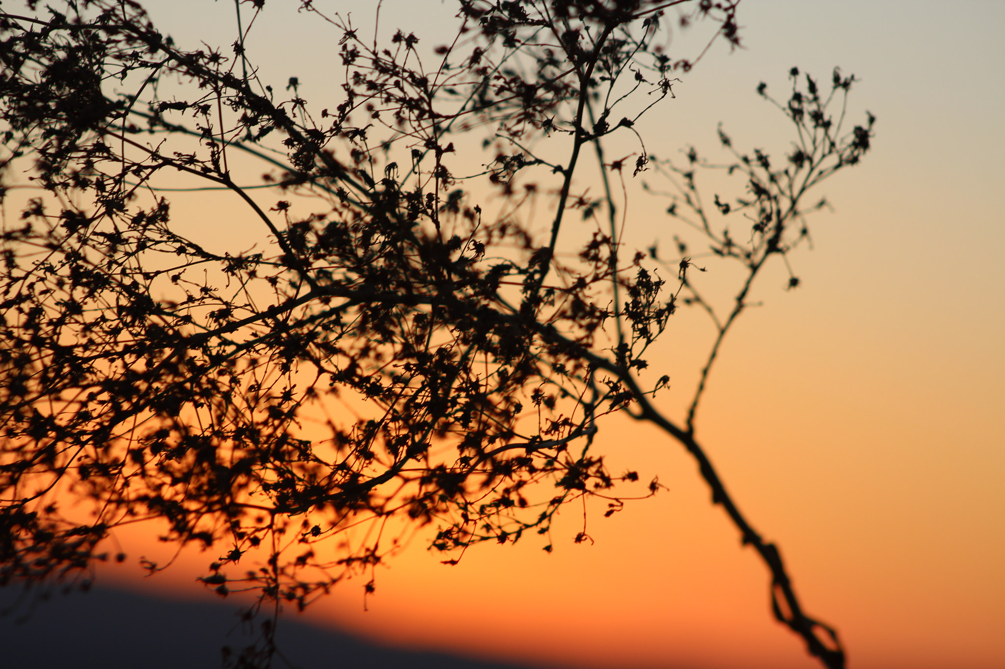 Canon EF 75-300mm f/4-5.6 USM sample photo