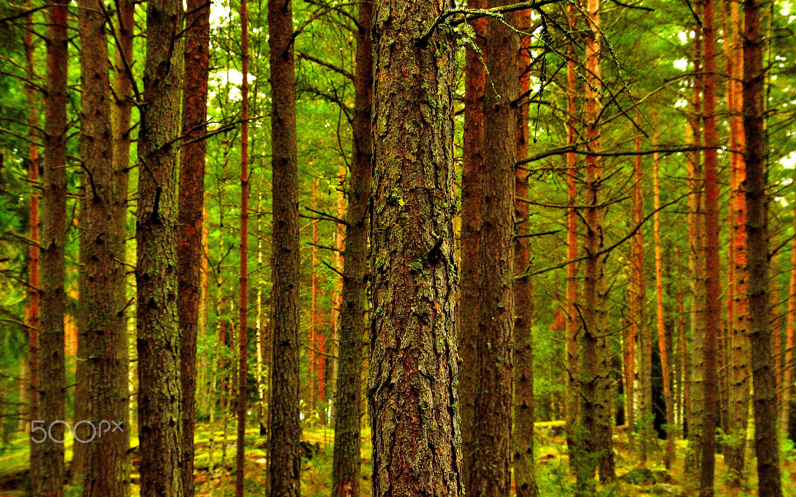 Nikon D3300 sample photo. Lines o trees photography