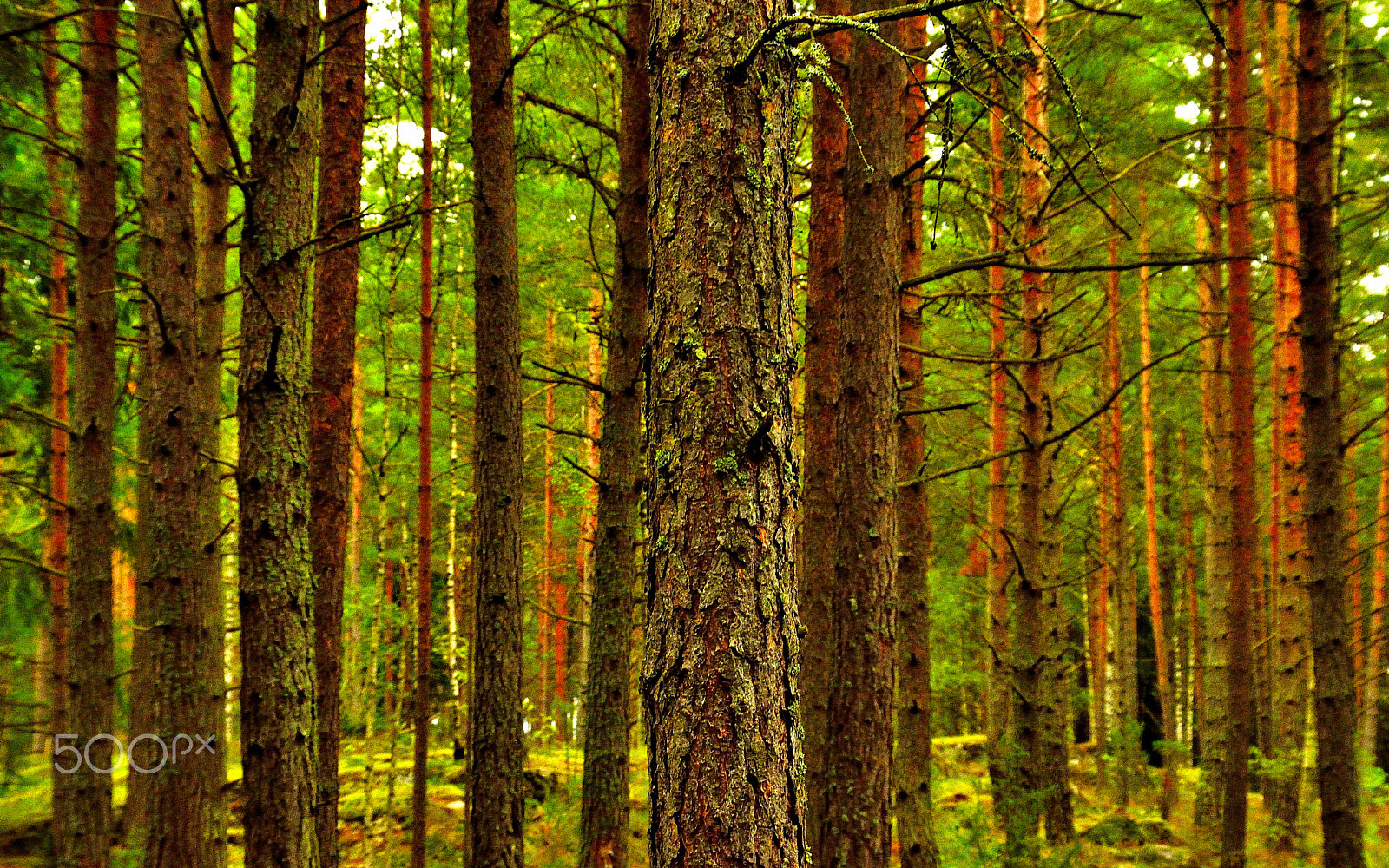 Sigma 18-200mm F3.5-6.3 DC OS HSM sample photo. Lines o trees photography