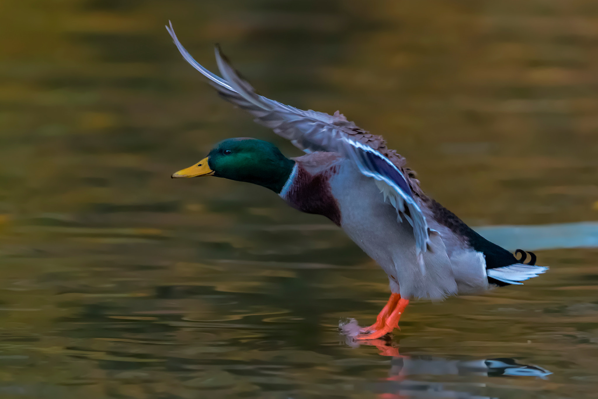 Canon EF 400mm F2.8L IS II USM sample photo. Duck.... photography