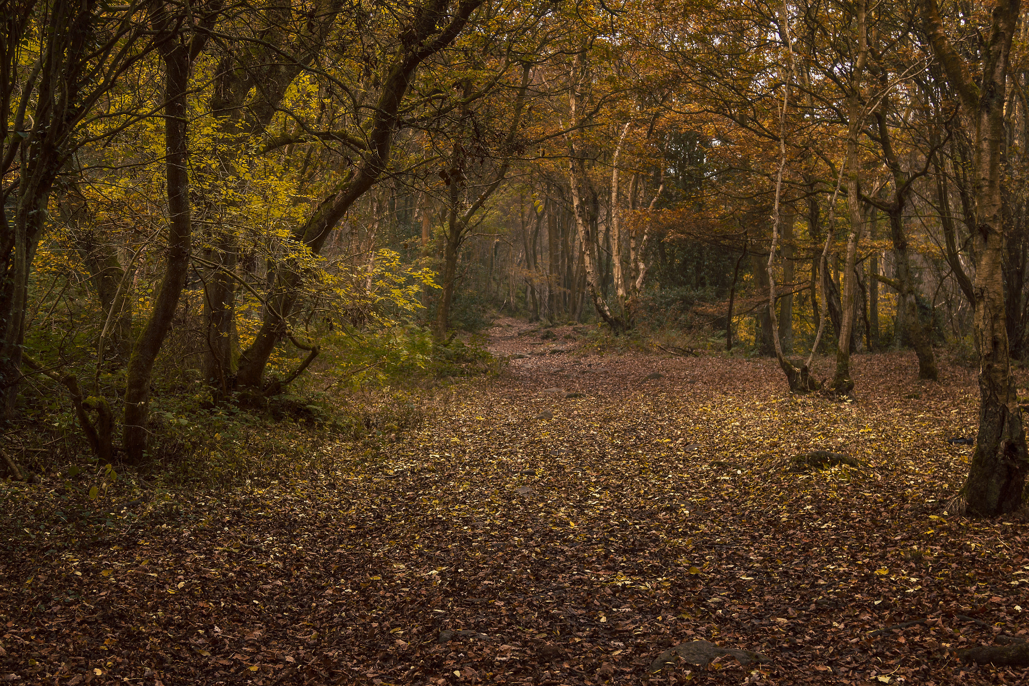 Canon EOS 550D (EOS Rebel T2i / EOS Kiss X4) sample photo. Autumn walk photography