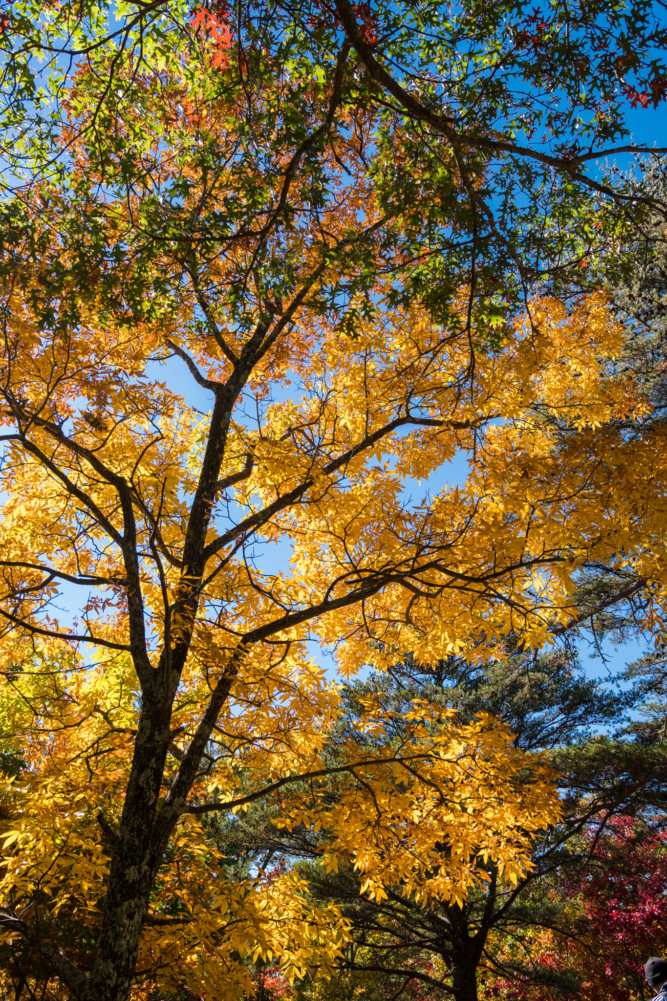 Sony a6300 sample photo. Yellow and blue photography