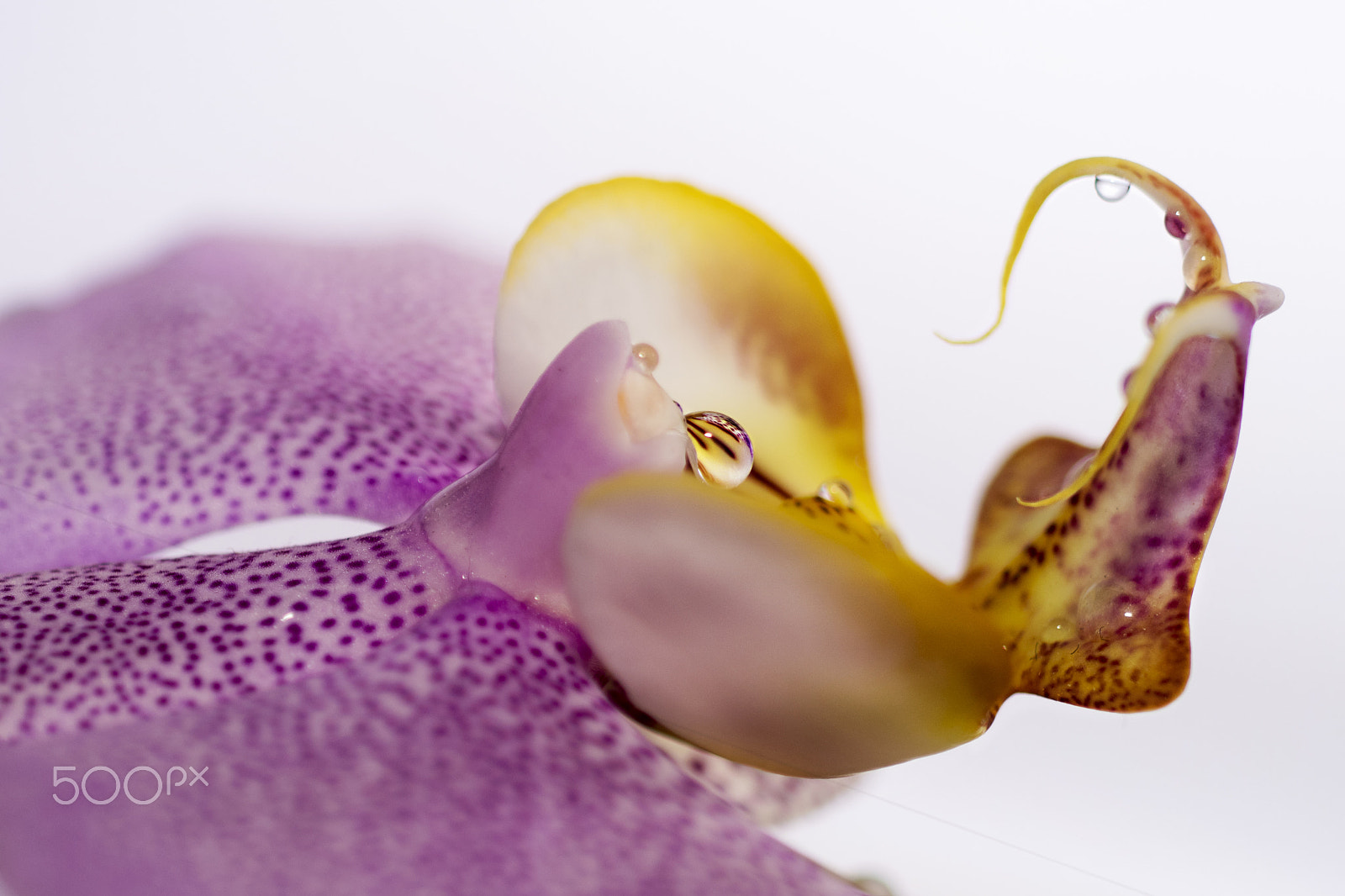 Nikon AF-S DX Micro Nikkor 40mm F2.8 sample photo. Orchid delicate regions photography