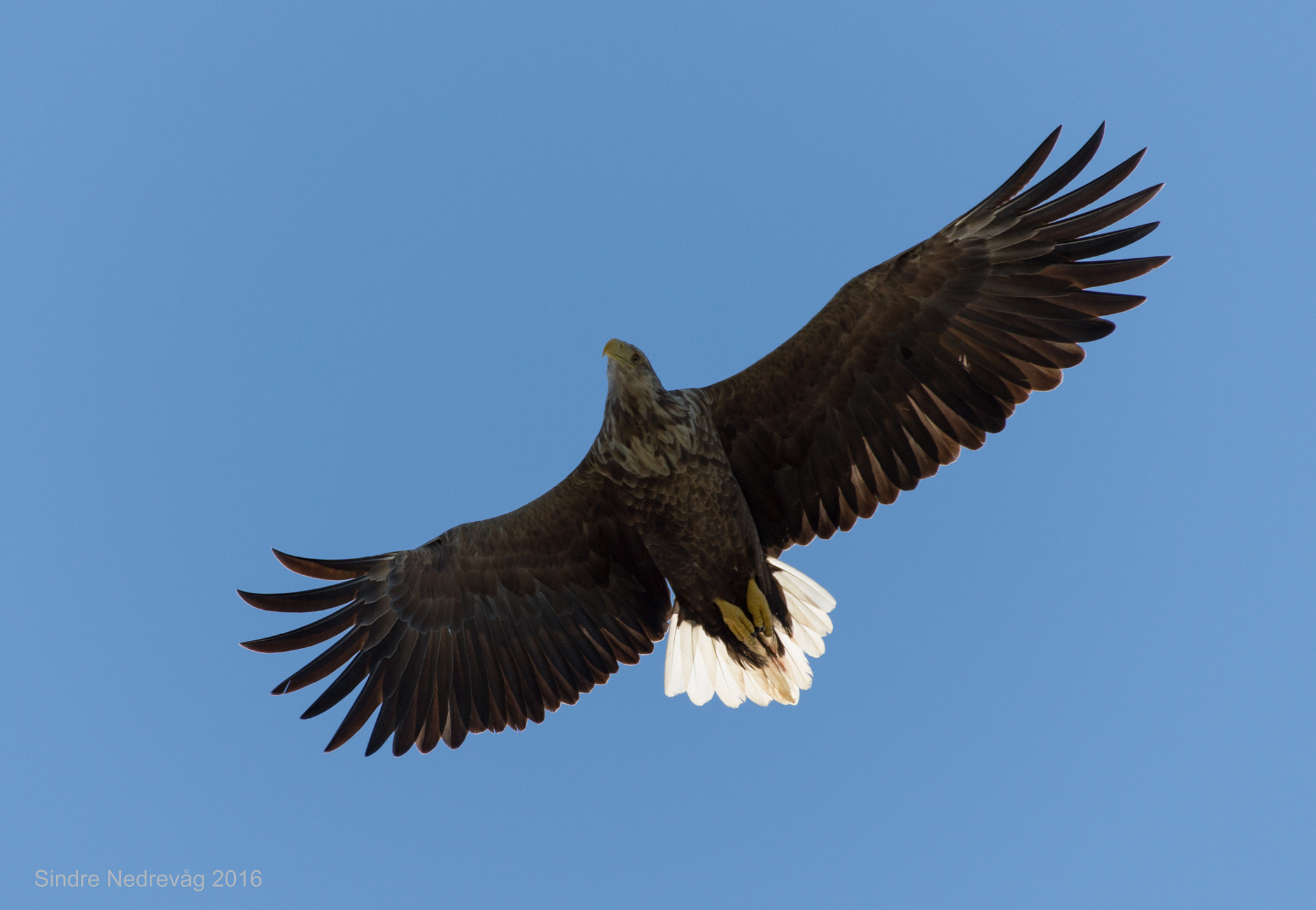 Nikon AF-S Nikkor 200-500mm F5.6E ED VR sample photo. Close contact with the white-tailed eagle photography