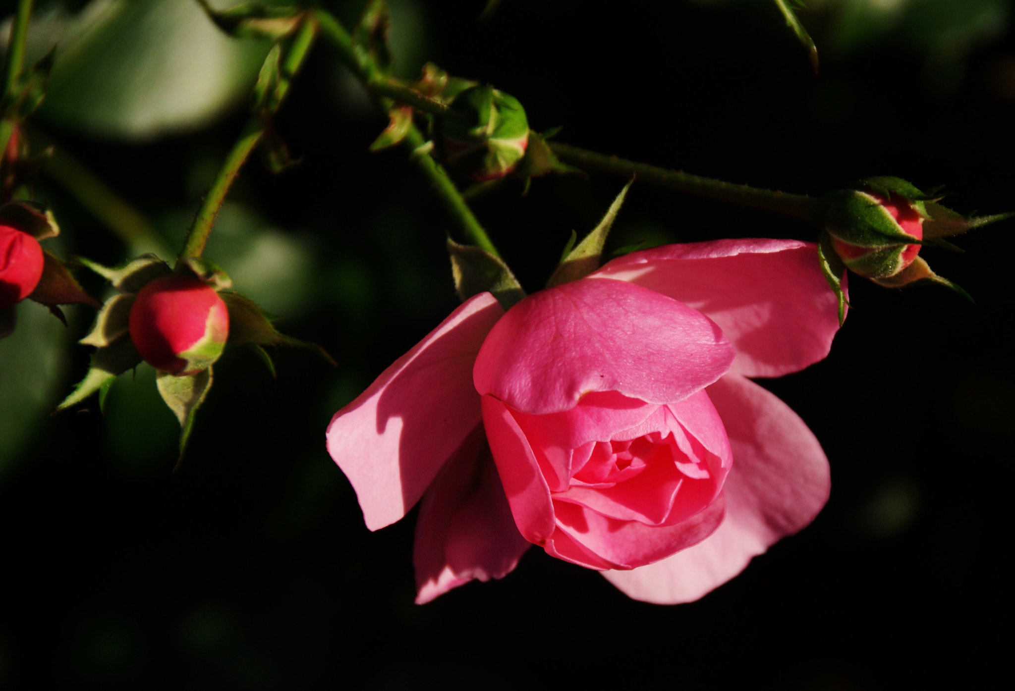 Sigma 18-250mm F3.5-6.3 DC Macro OS HSM sample photo. Another new bloom photography