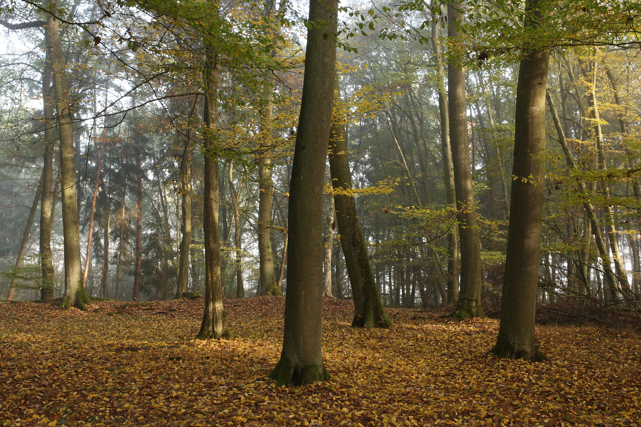 Canon EOS 5D + Canon EF 35mm F2 sample photo. Fog photography