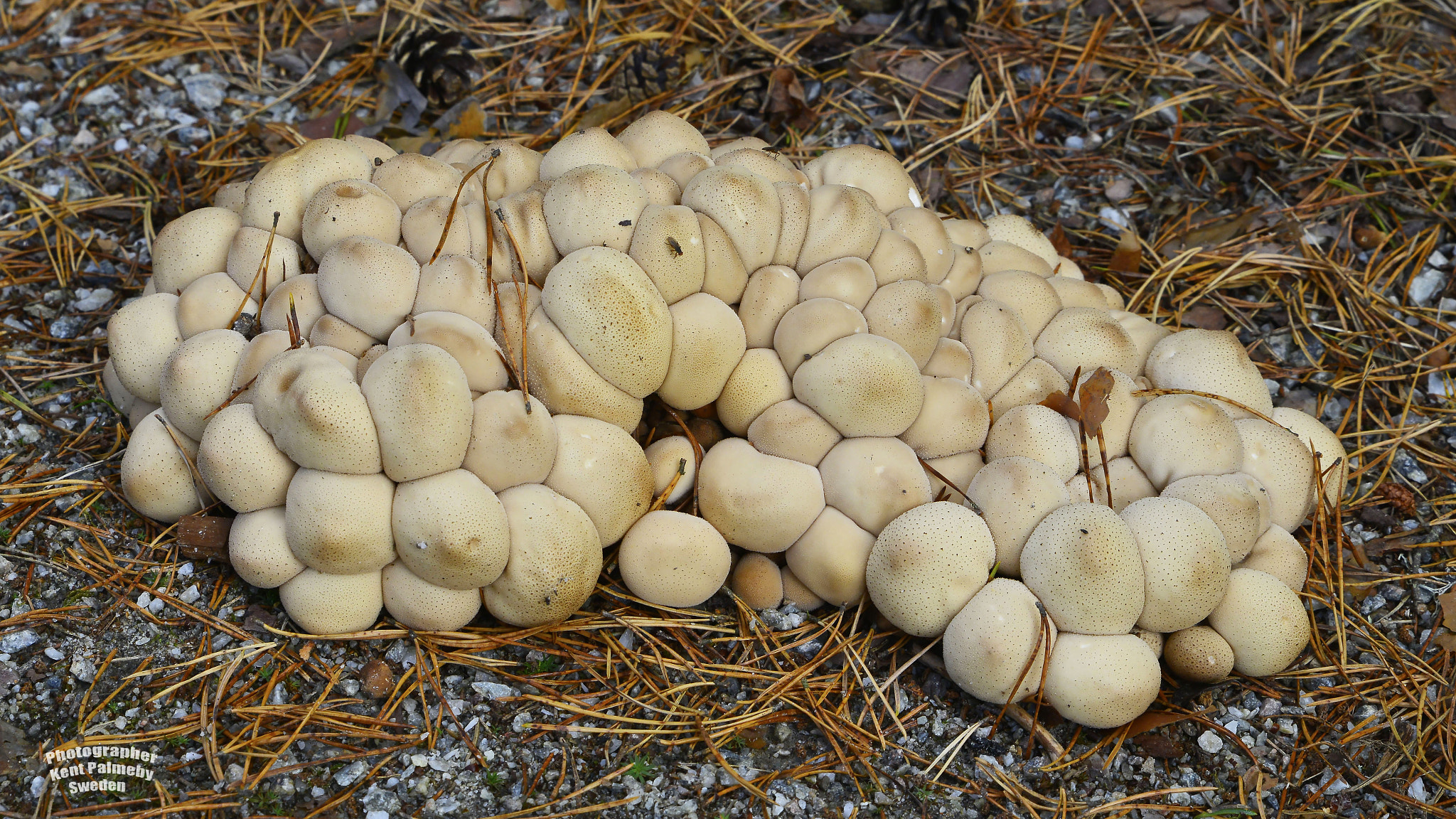 Tamron SP 24-70mm F2.8 Di VC USD sample photo. Fun fungi photography