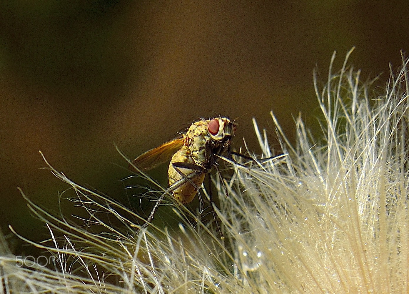 Nikon D3300 + Sigma 18-200mm F3.5-6.3 DC OS HSM sample photo. Fly photography