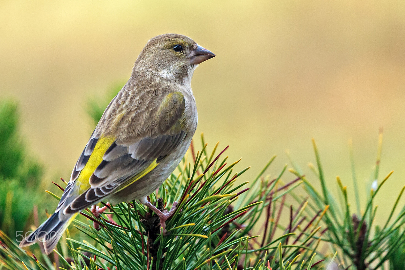 Canon EOS 20D + 100.0 - 400.0 mm sample photo. Carduelis chloris photography