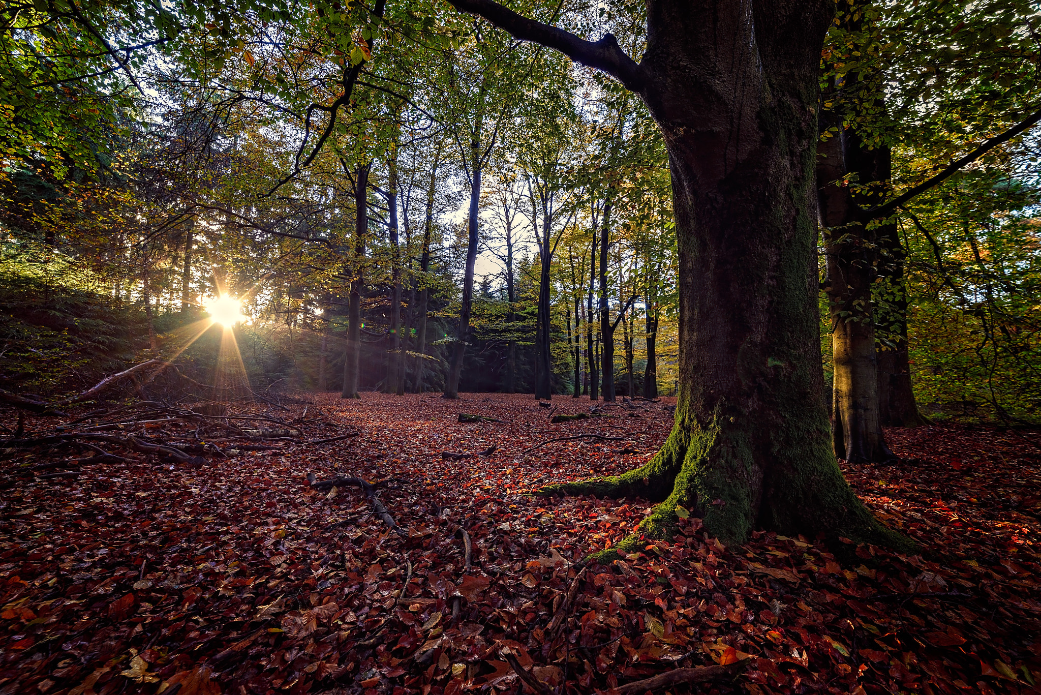 Samyang 14mm F2.8 ED AS IF UMC sample photo. Autumn in holland photography