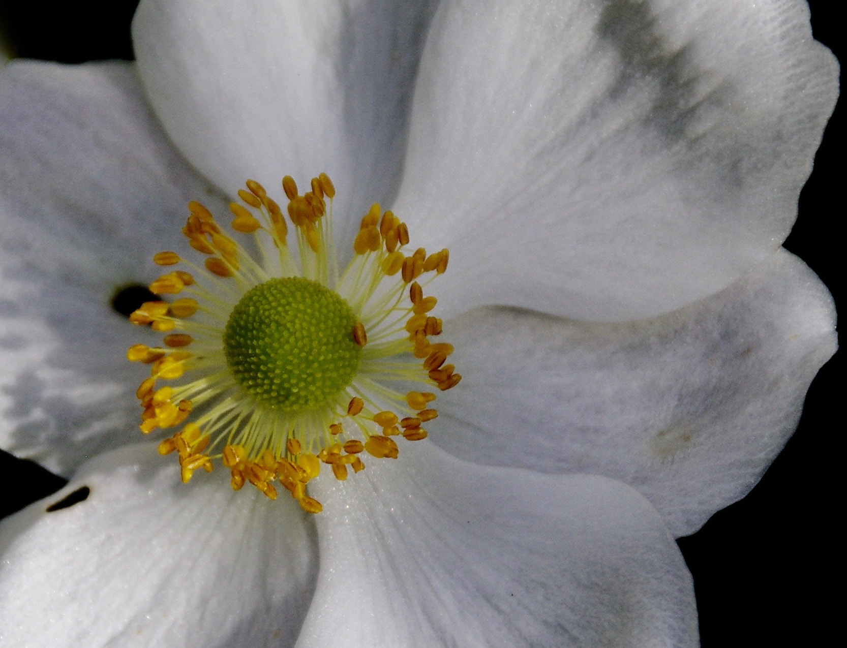 Sigma 18-250mm F3.5-6.3 DC Macro OS HSM sample photo. White beauty photography