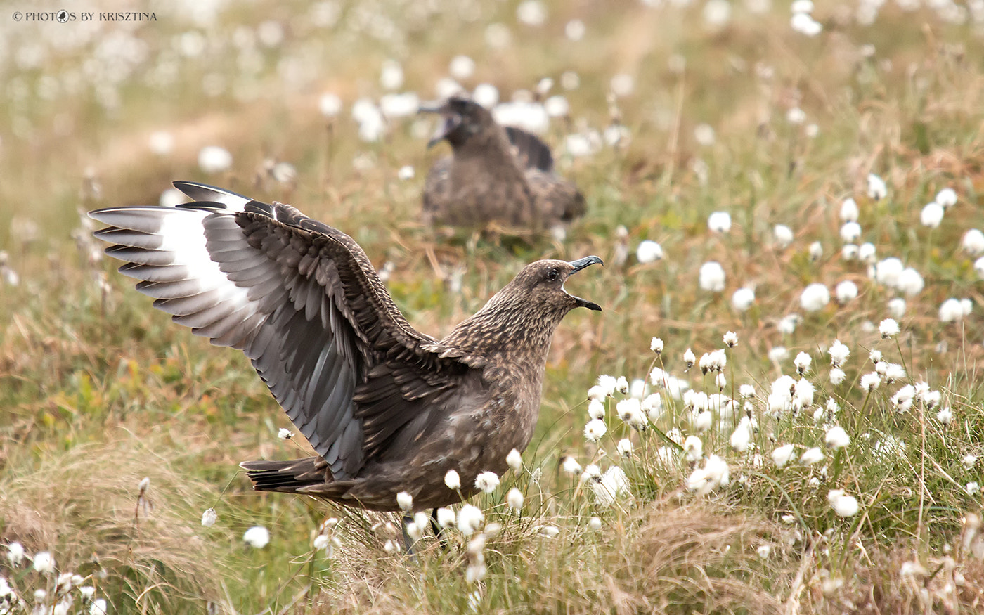 Sigma 50-500mm f/4-6.3 APO HSM EX sample photo. Great skua photography