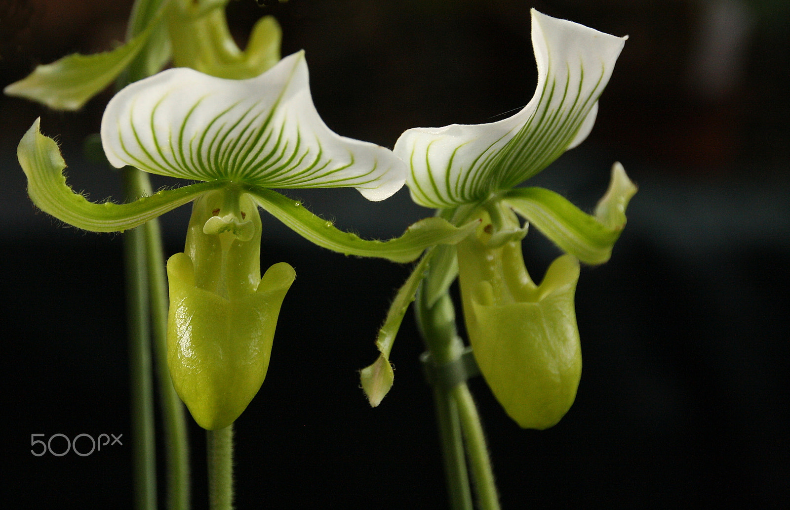 Canon EOS 1000D (EOS Digital Rebel XS / EOS Kiss F) sample photo. Twins paphiopedilum maudiae photography