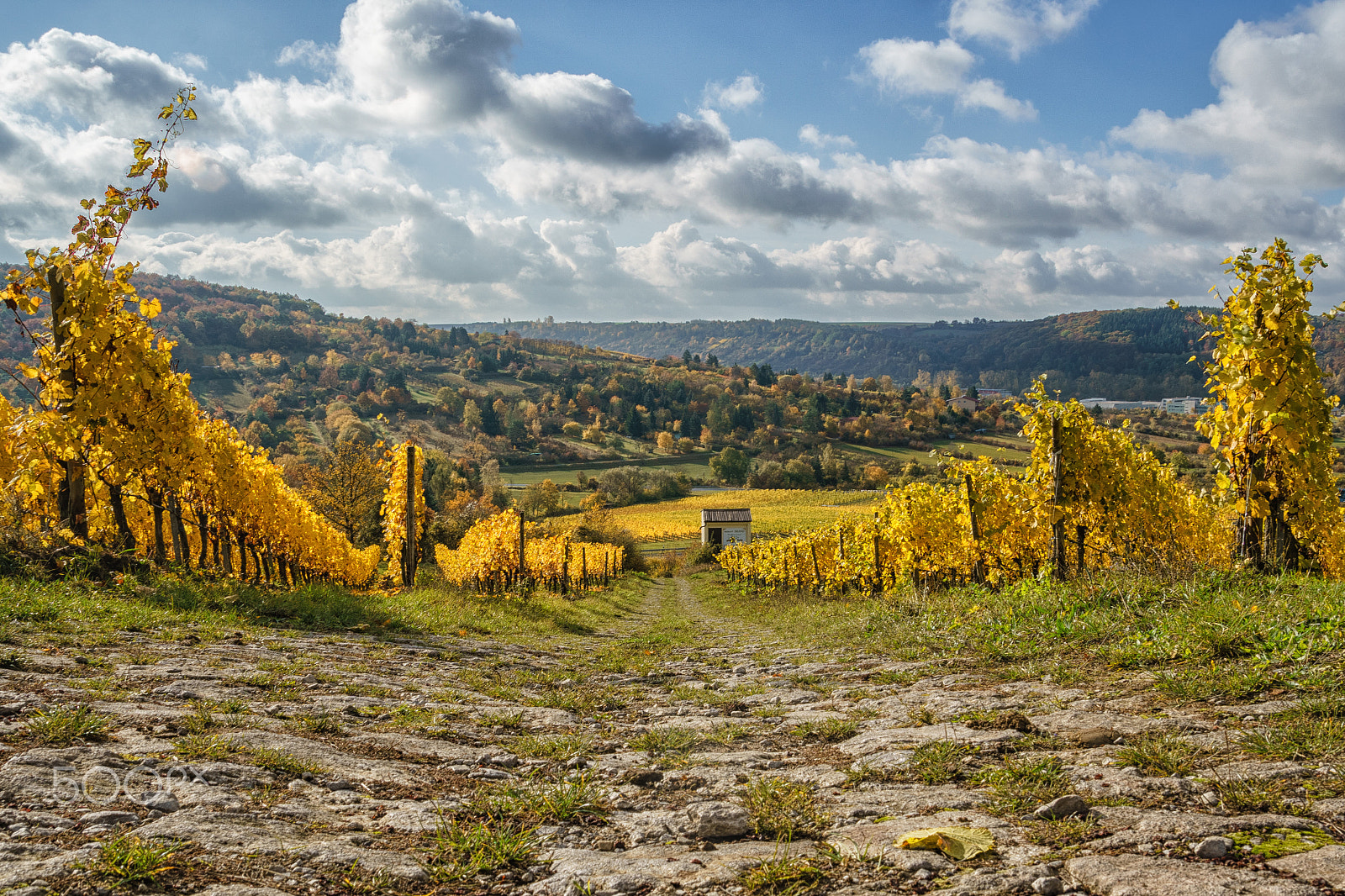 Sony ILCA-77M2 sample photo. Follow me to the vineyard photography