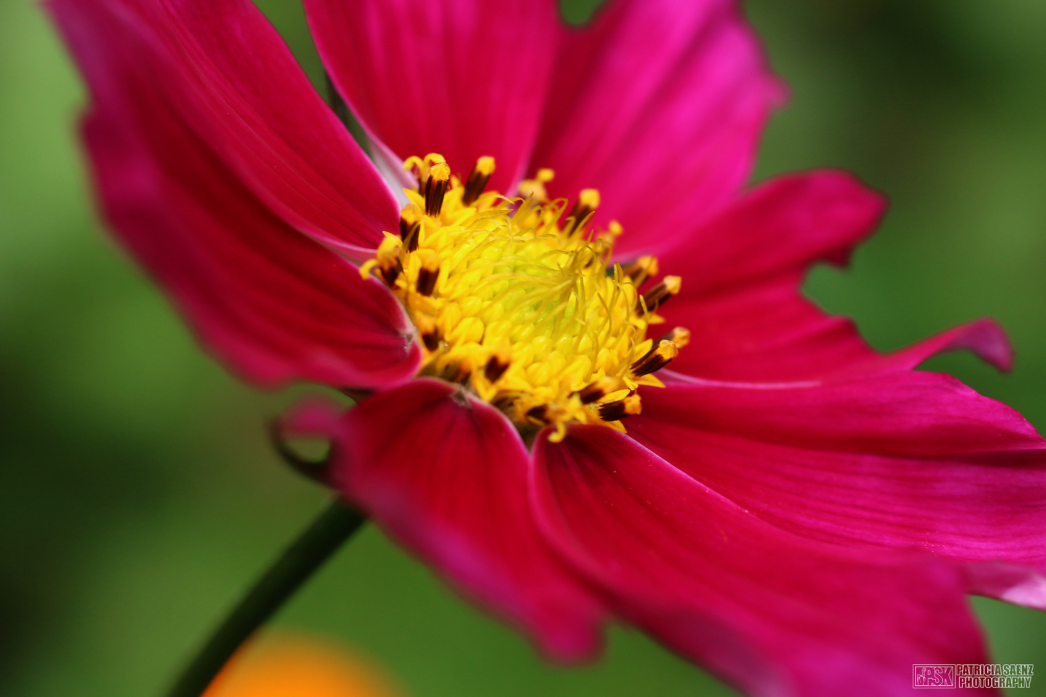 Canon EOS 70D + Sigma 50mm f/2.8 EX sample photo. Pretty inside photography