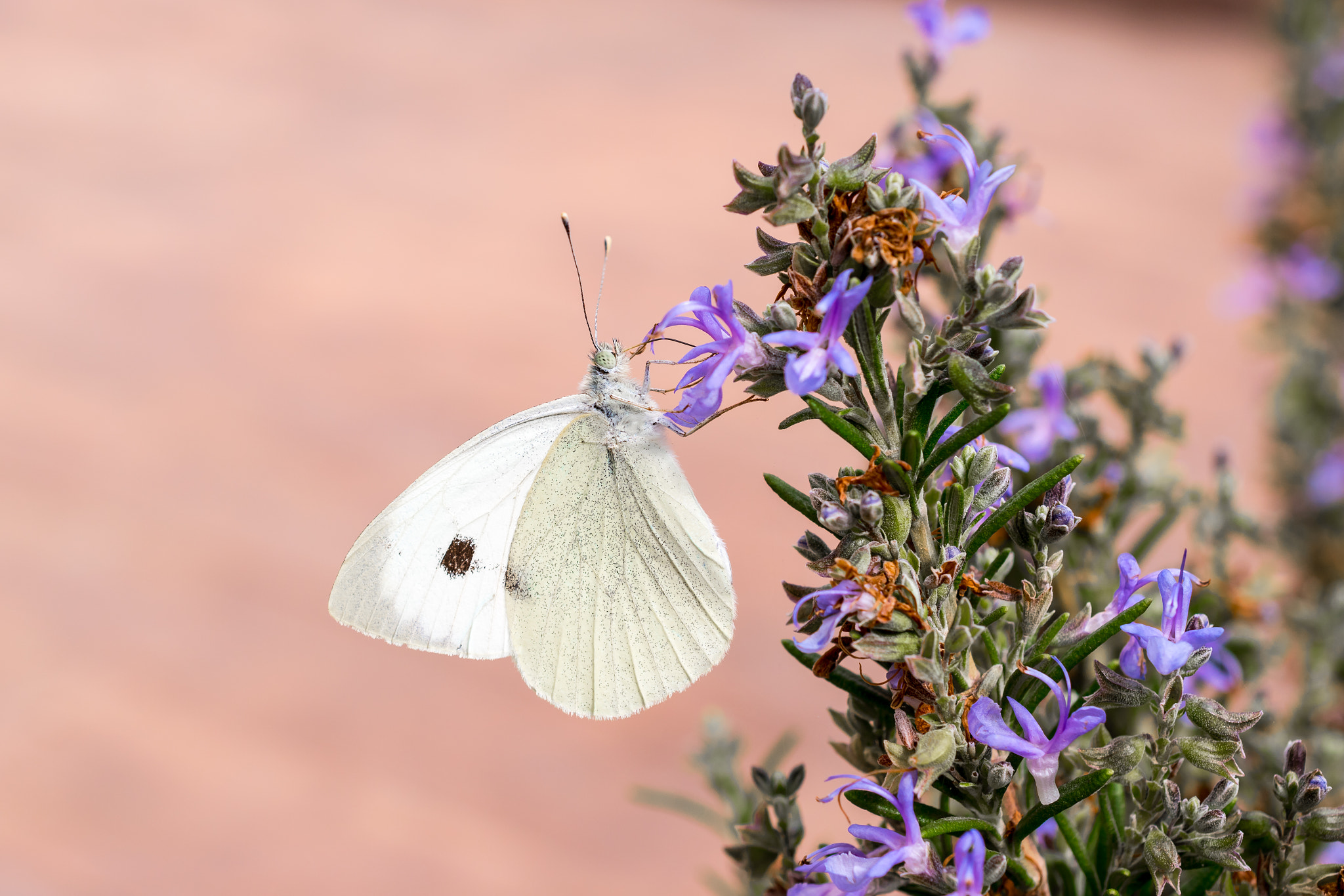 Nikon AF-S DX Micro Nikkor 40mm F2.8 sample photo. Butterfly photography