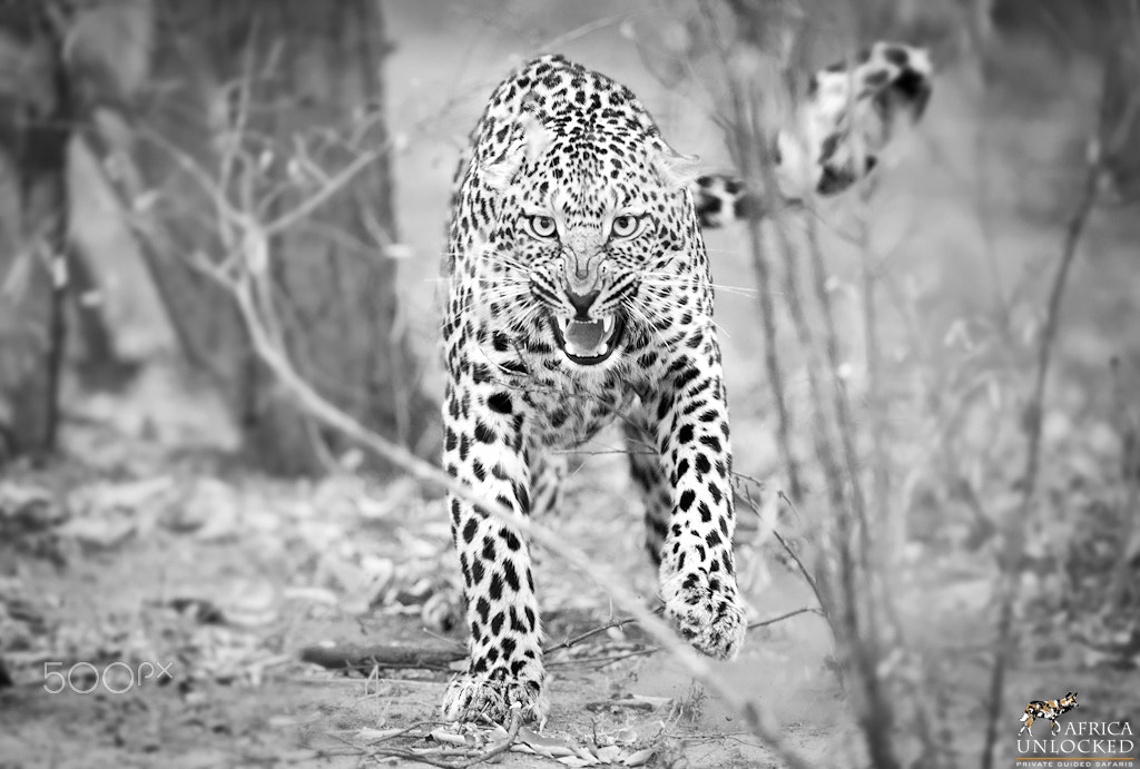 Nikon D3 sample photo. Leopard charge photography