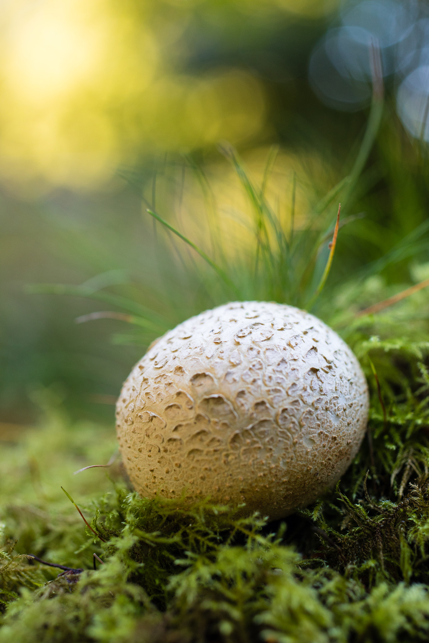 ZEISS Makro-Planar T* 50mm F2 sample photo. Flourishing in autumn photography