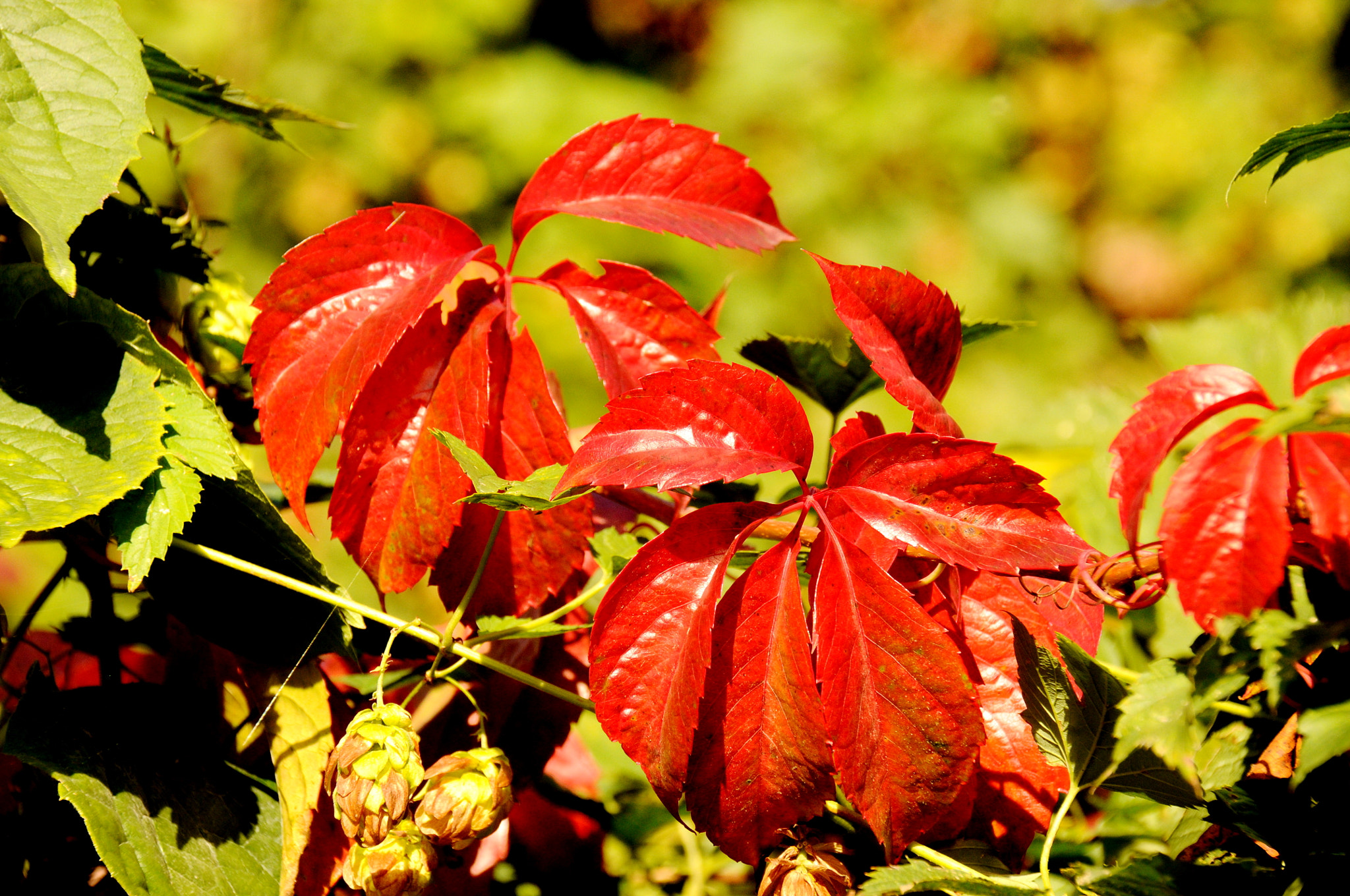 Nikon D300 sample photo. Dsc photography