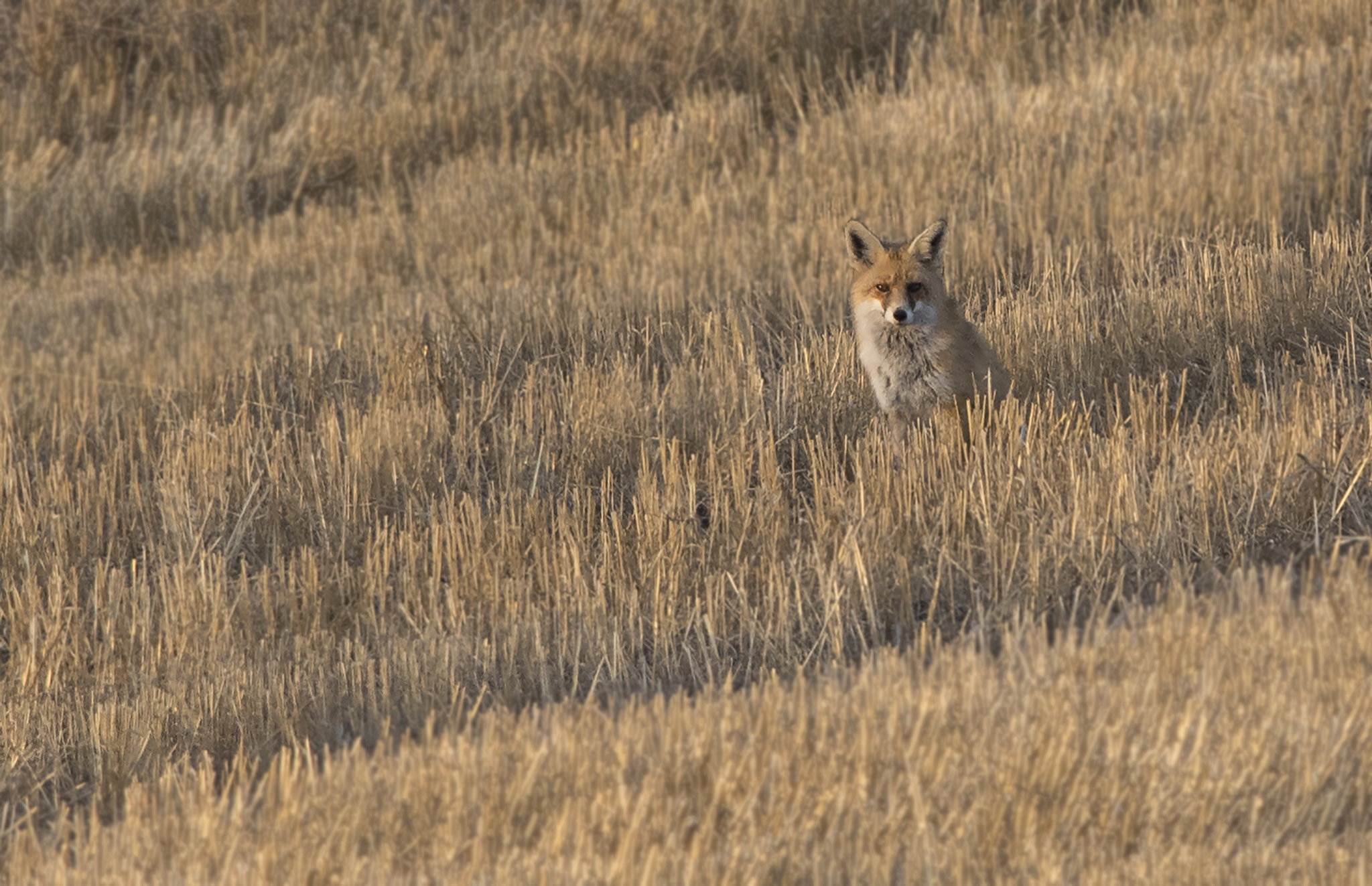 Nikon D810 + Nikon AF-S Nikkor 300mm F4D ED-IF sample photo. Red fox photography