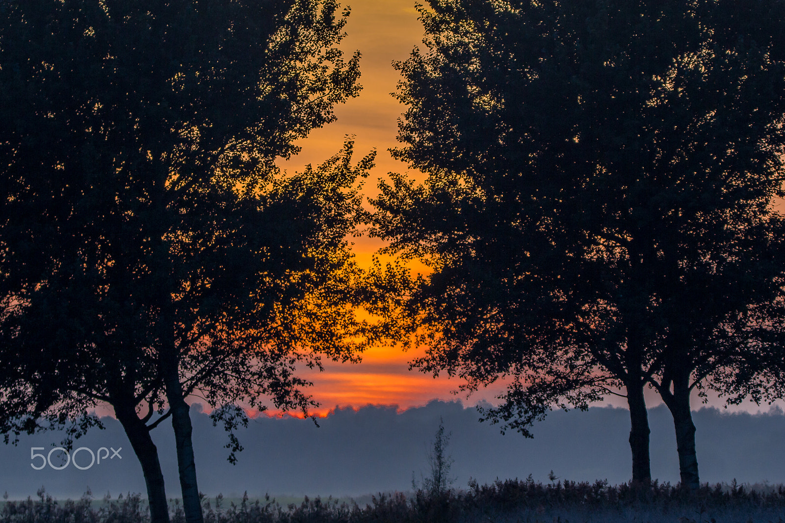 Canon EOS 60D + Tamron SP 150-600mm F5-6.3 Di VC USD sample photo. Sunset trees photography