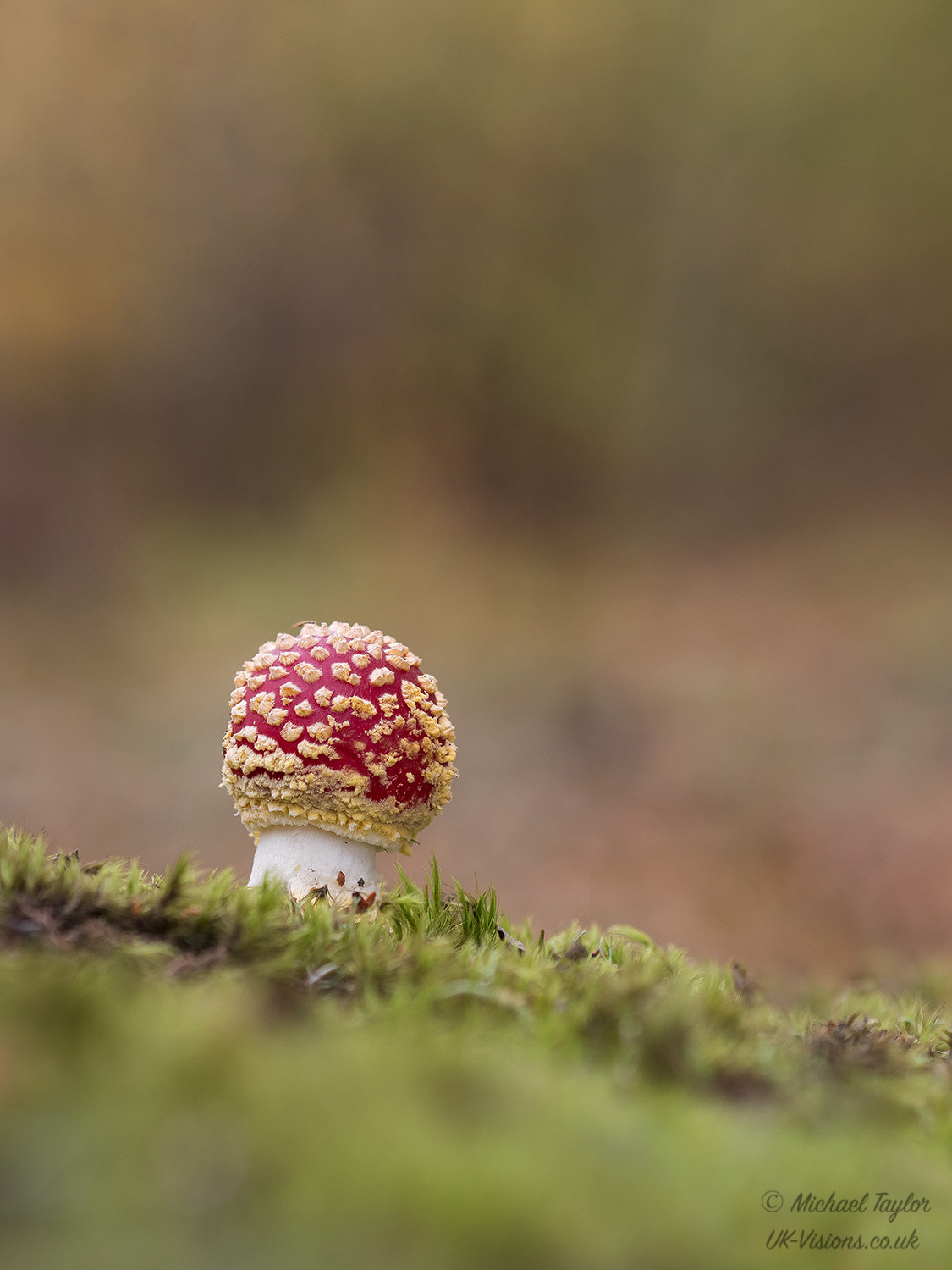 Panasonic Lumix DMC-GX8 + Olympus M.Zuiko Digital ED 75mm F1.8 sample photo. Solitary fly agaric... photography