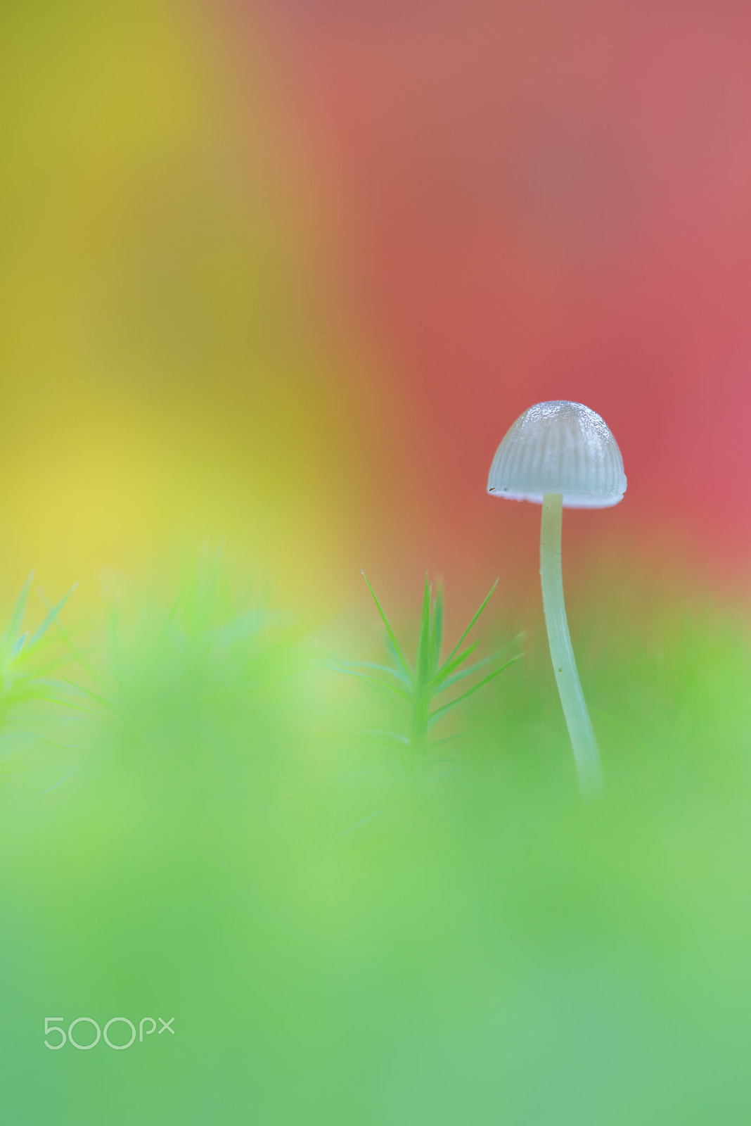 Nikon D800 sample photo. Colours photography