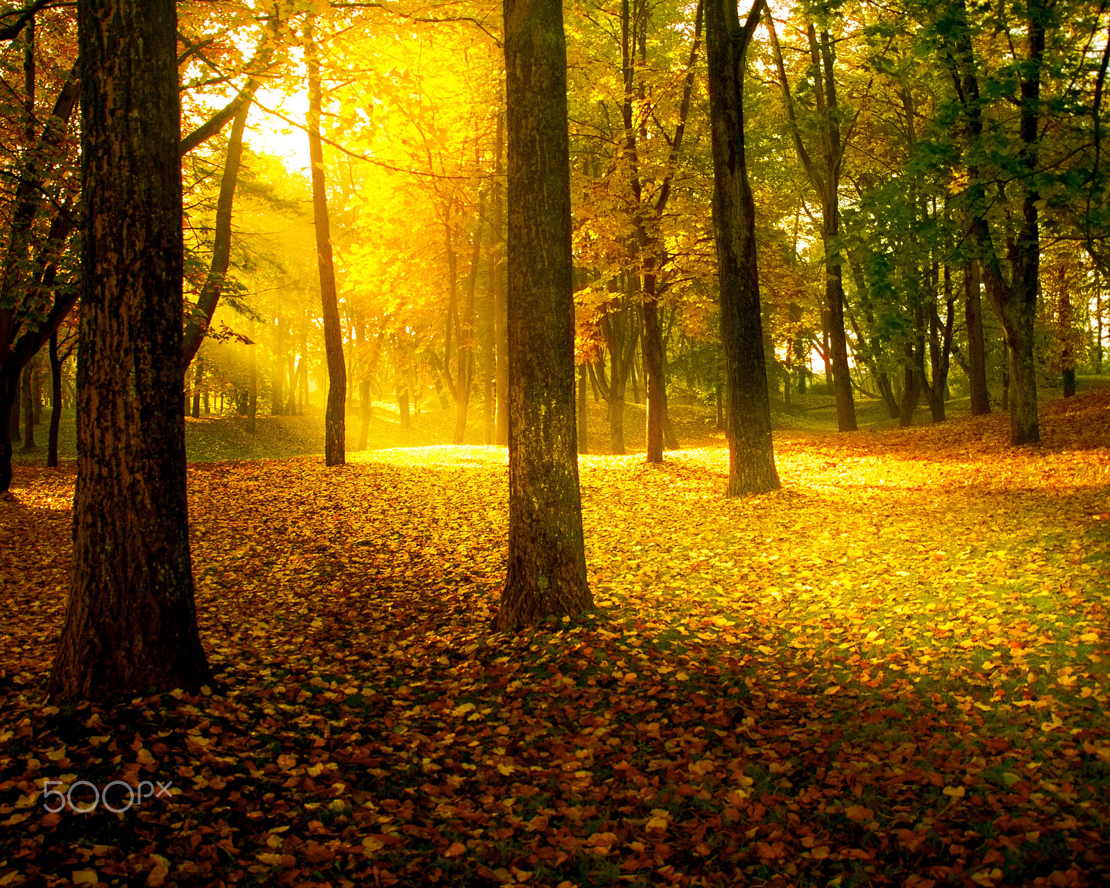 Nikon D3100 + Sigma 18-200mm F3.5-6.3 DC sample photo. Forest in autumn photography