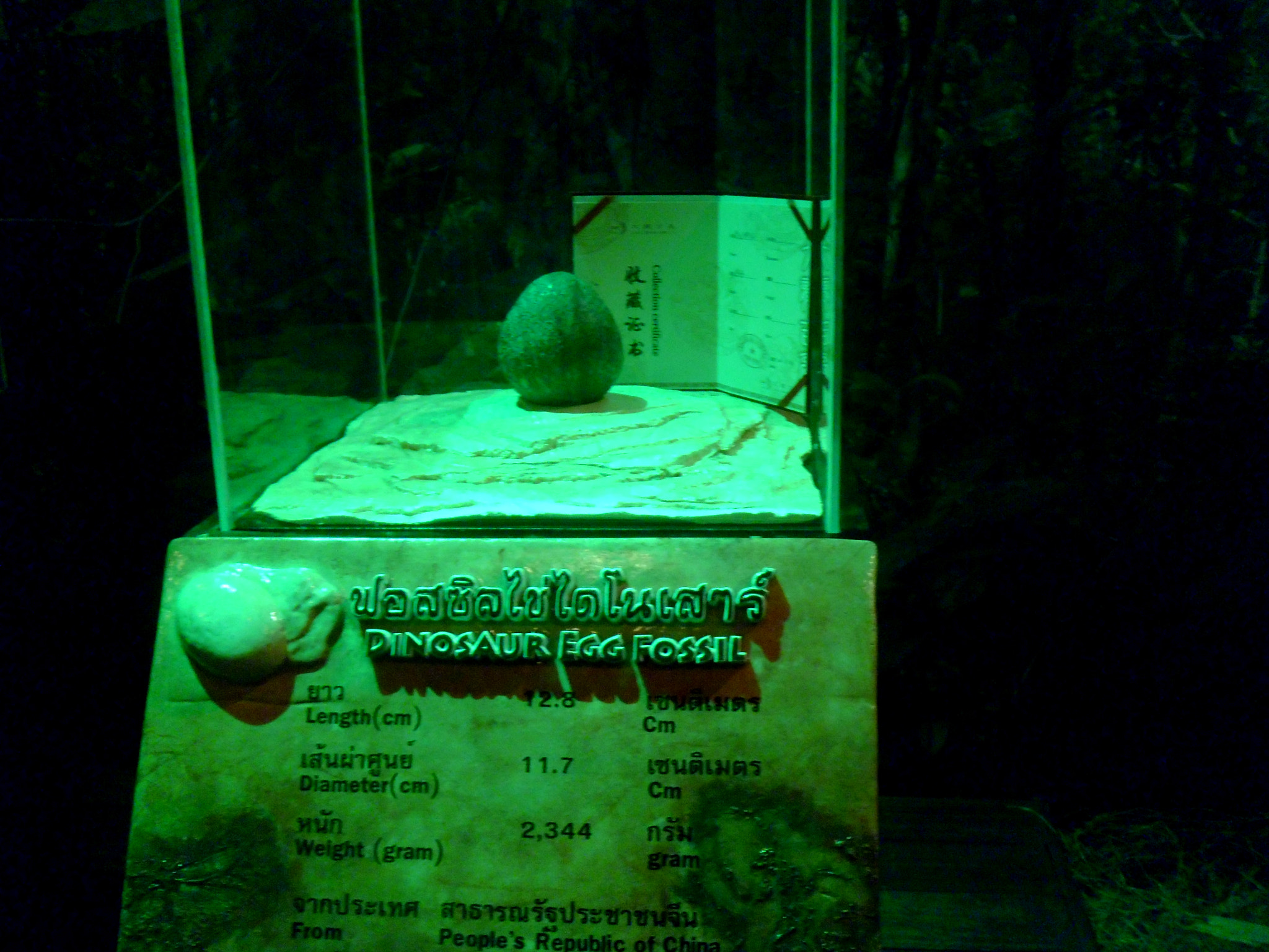 Panasonic DMC-LS5 sample photo. Dinosaur egg fossil photography