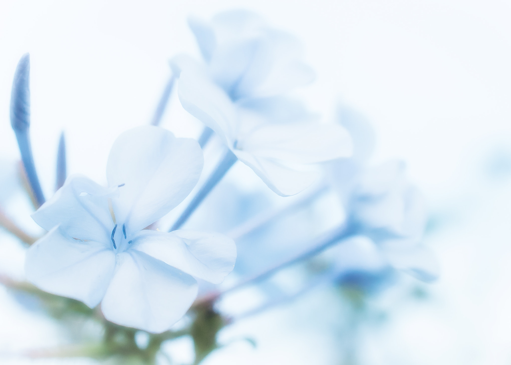 Nikon AF-S DX Micro Nikkor 40mm F2.8 sample photo. Tender blue 2 photography