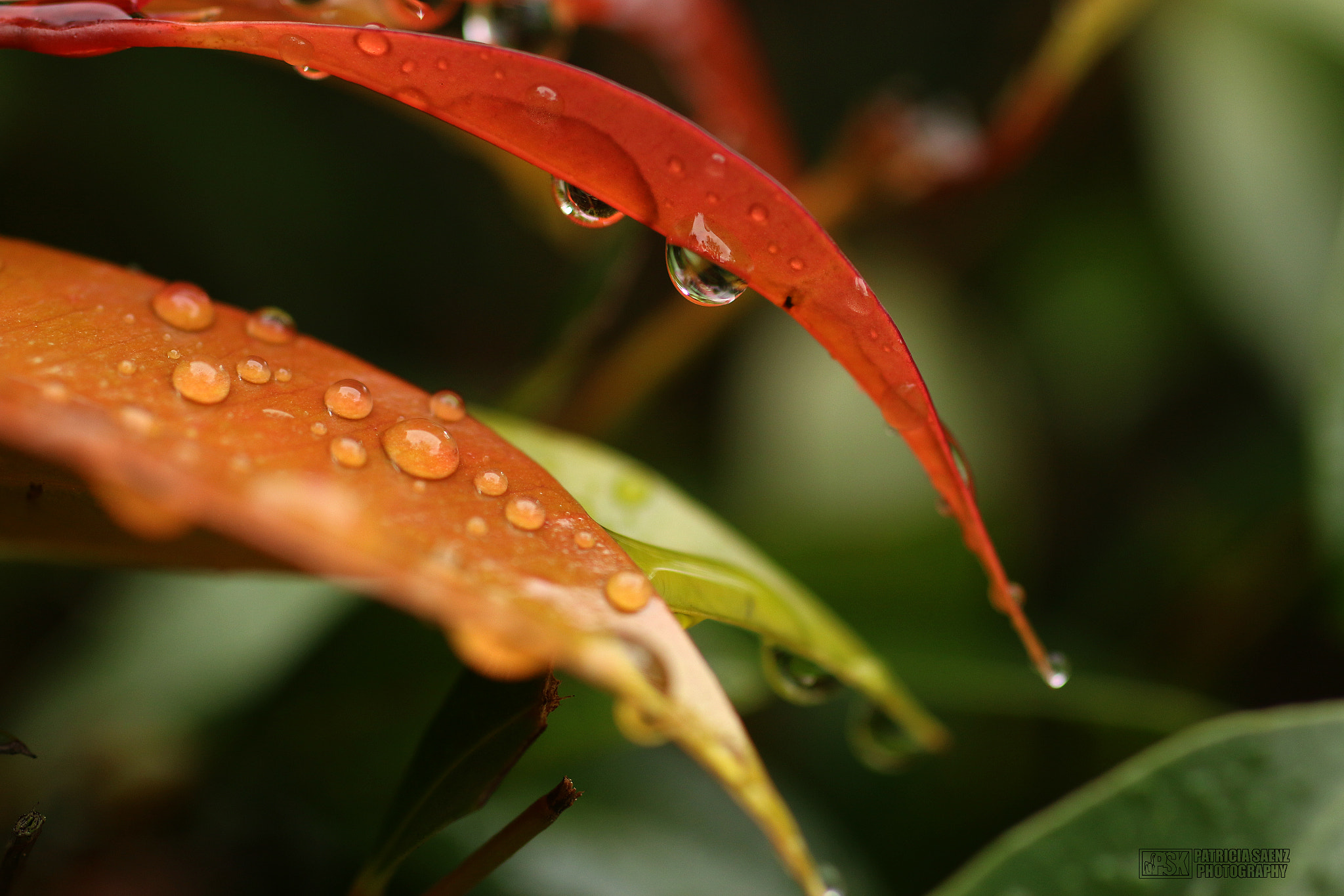 Canon EOS 70D + Sigma 50mm f/2.8 EX sample photo. Warter drop in green lives photography