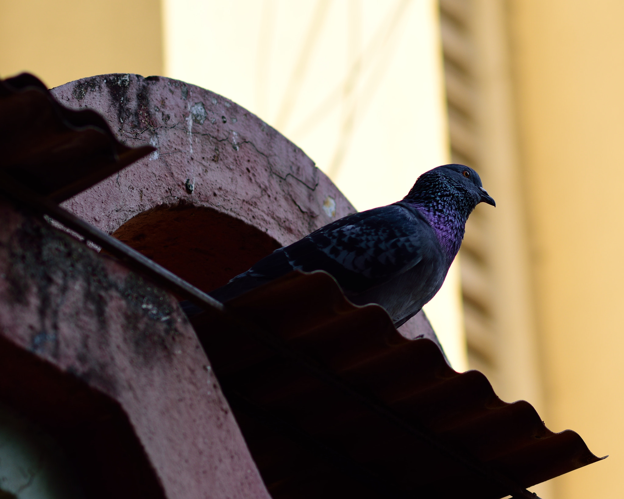 Nikon D5500 + Nikon AF-S Nikkor 85mm F1.8G sample photo. Dsc photography