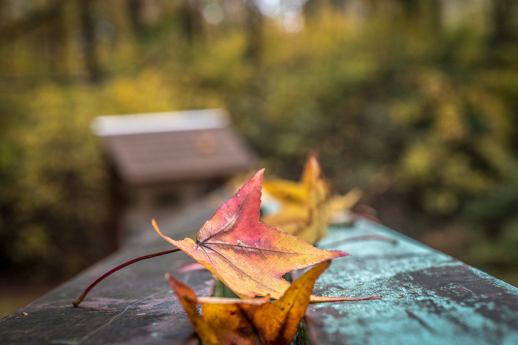 Nikon AF Micro-Nikkor 60mm F2.8D sample photo. Leaves in the woods photography