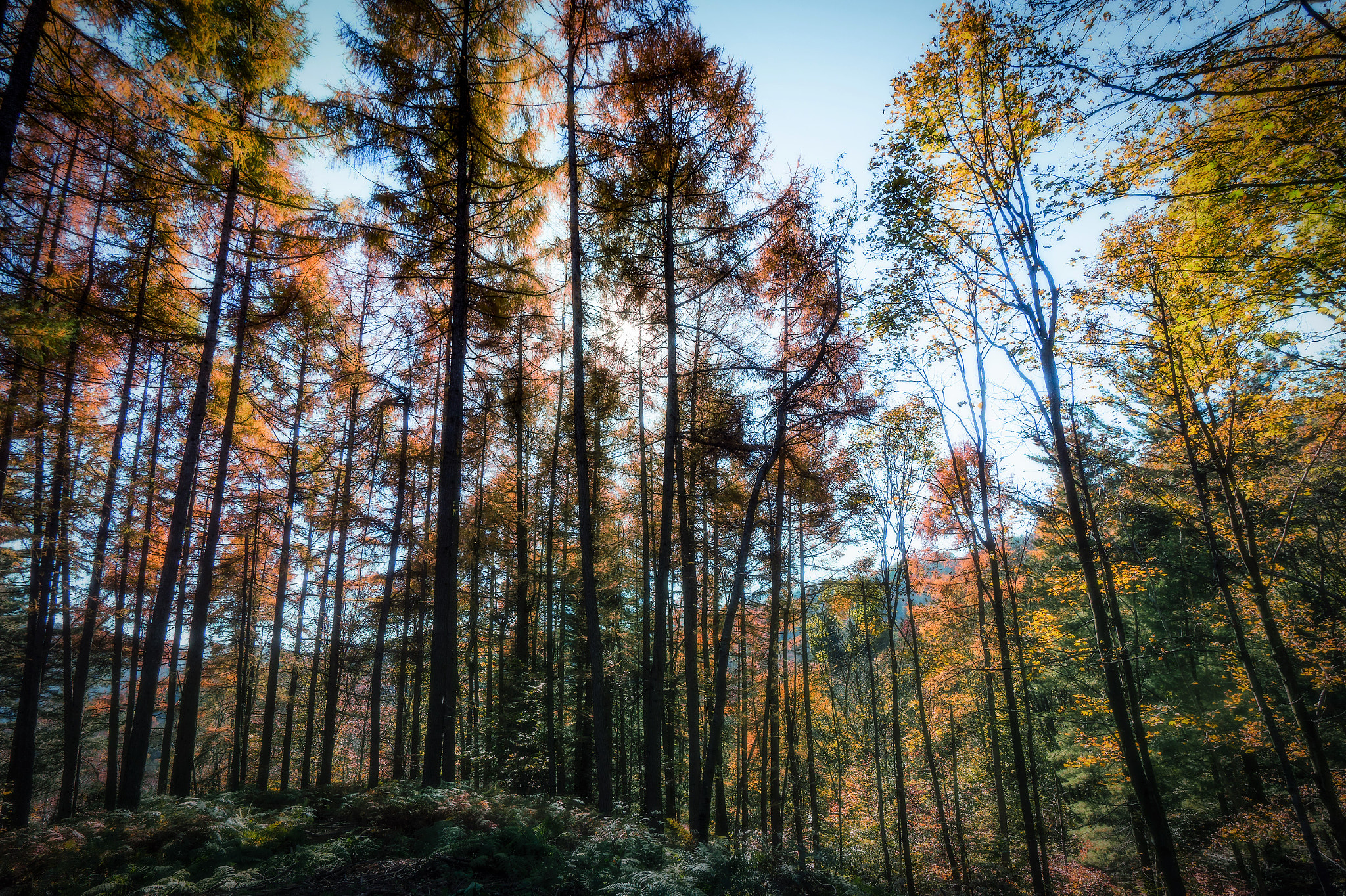 Sony Alpha a5000 (ILCE 5000) + Sony E 10-18mm F4 OSS sample photo. Mysterious forest on my mind photography