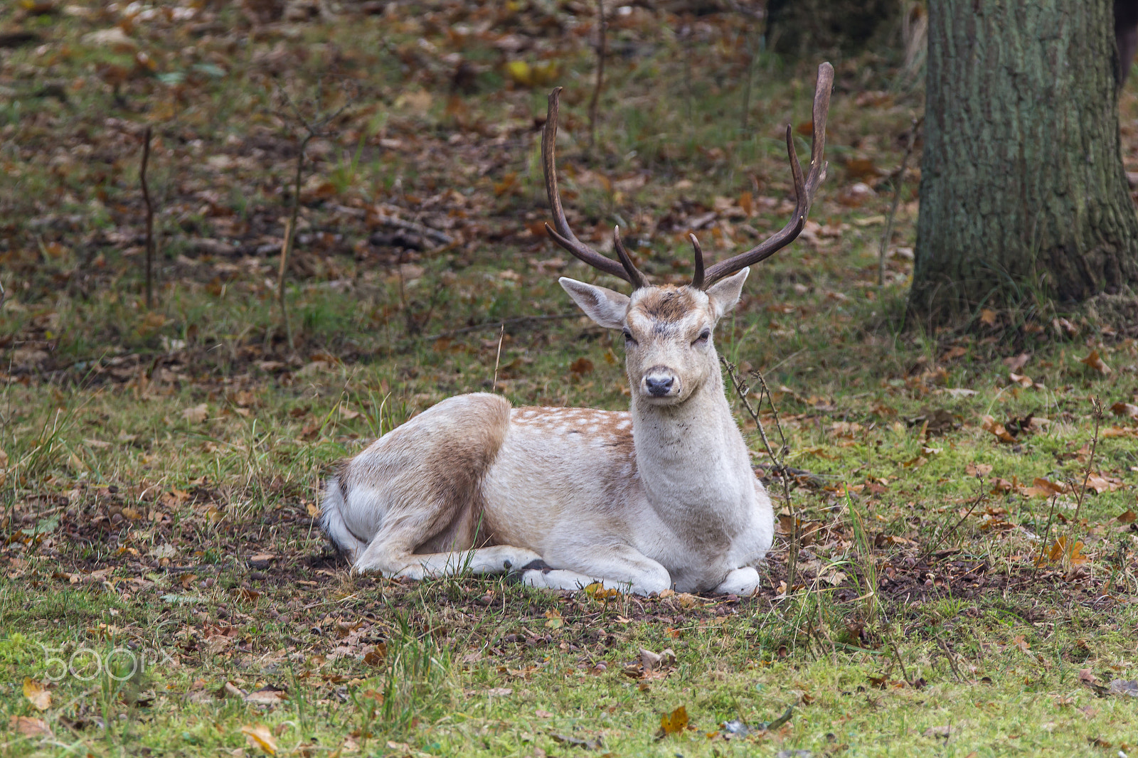 Tamron SP 150-600mm F5-6.3 Di VC USD sample photo. Fallow deer light photography
