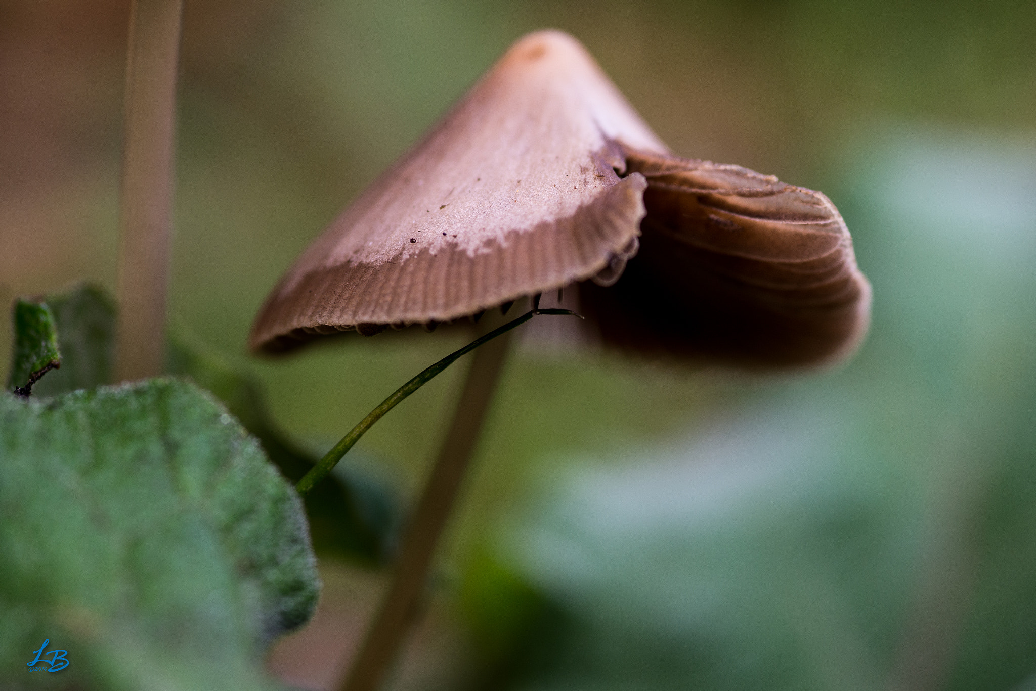 Nikon D600 + Sigma 105mm F2.8 EX DG Macro sample photo. Party hat photography