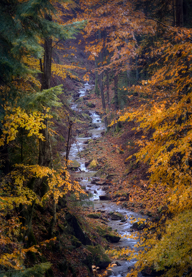 ZEISS Apo Sonnar T* 135mm F2 sample photo. The stream .... photography