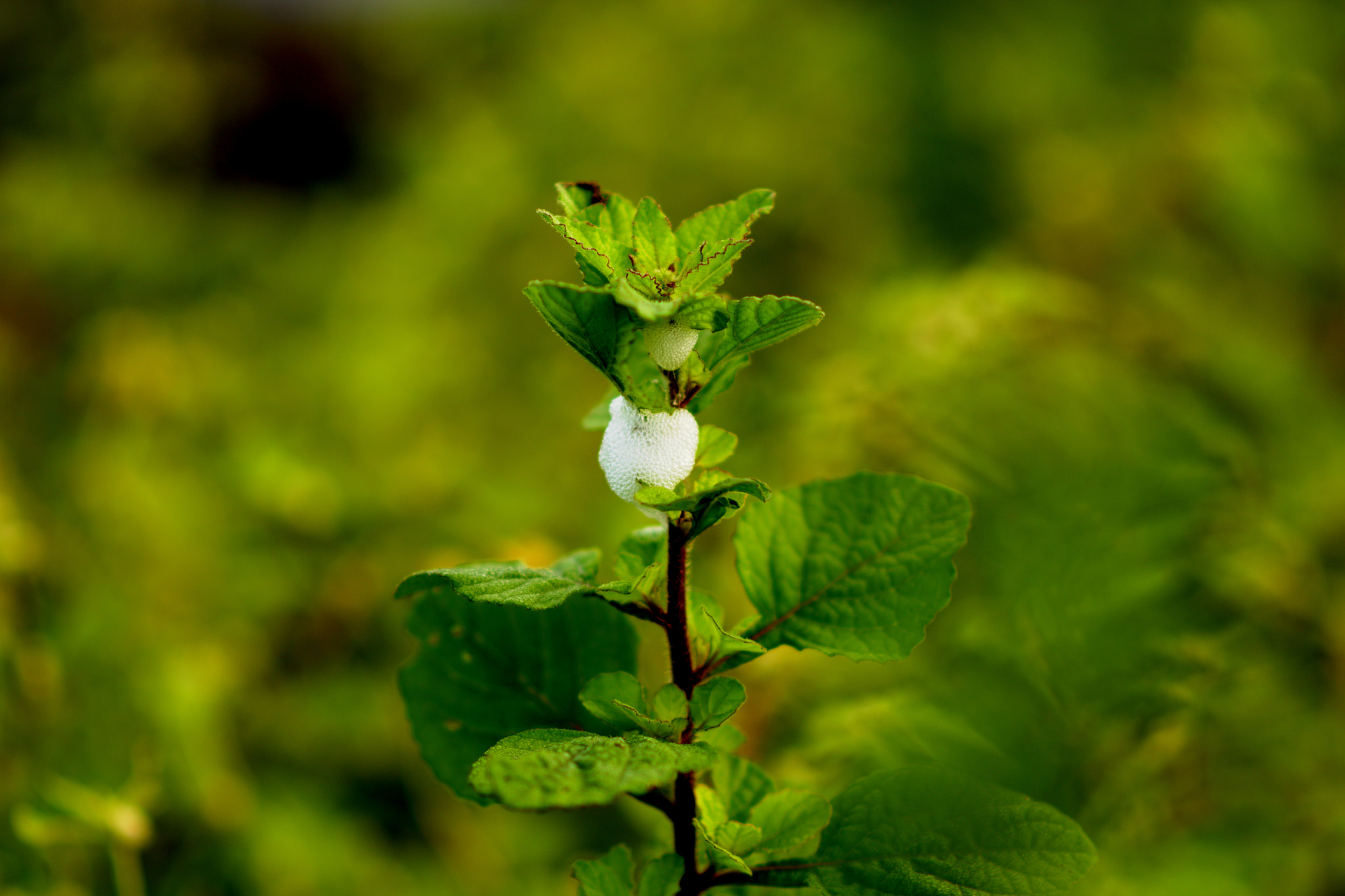 Nikon D5500 + Nikon AF-S Nikkor 85mm F1.8G sample photo. Dsc photography