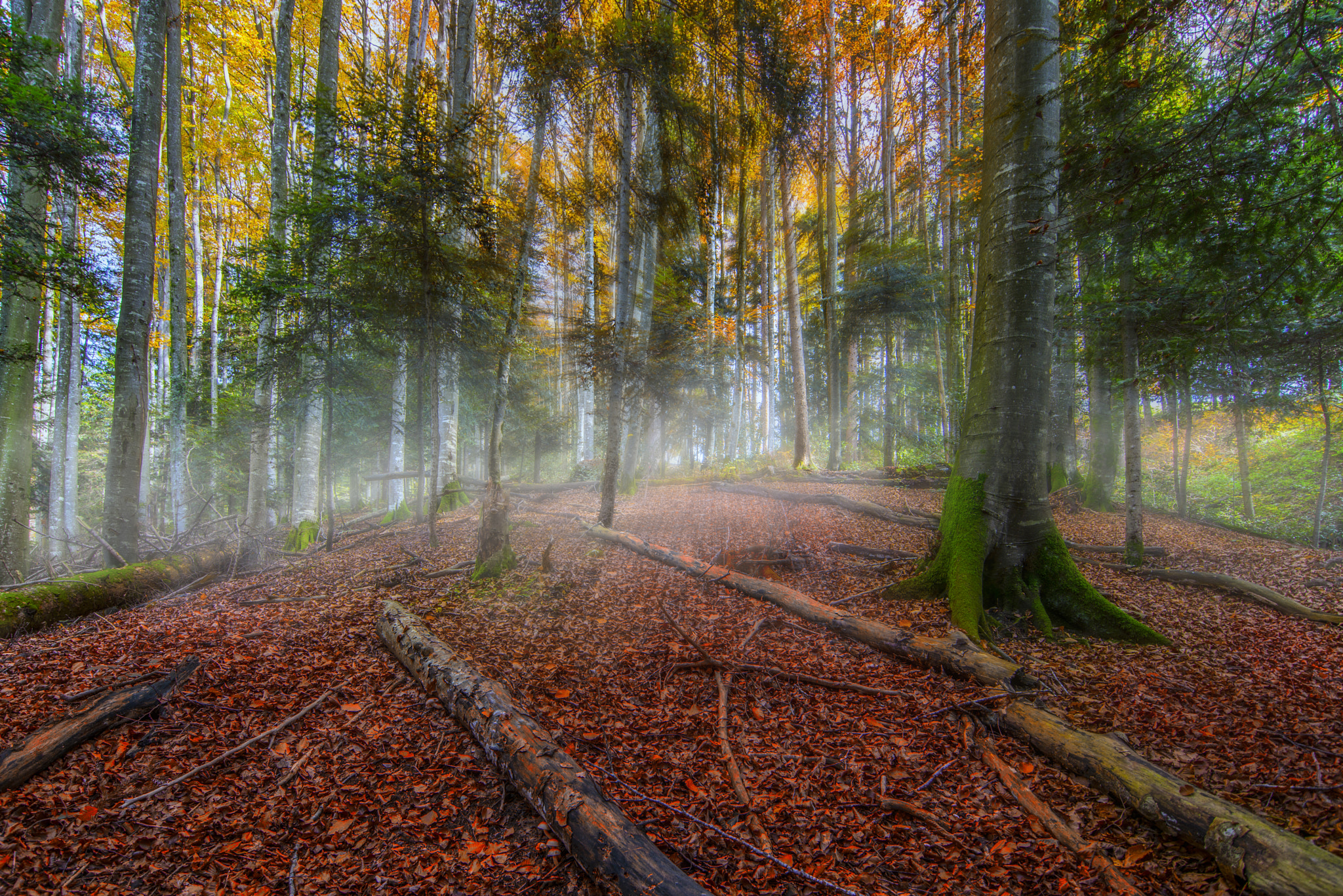 Nikon D800 + Tokina AT-X Pro 11-16mm F2.8 DX II sample photo. Mystical forest photography