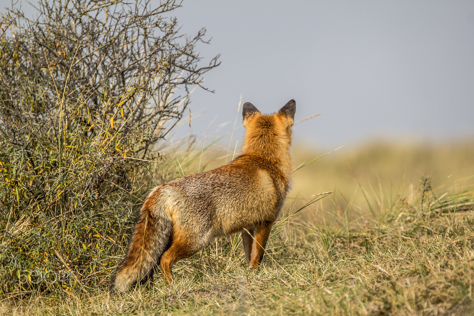 Tamron SP 150-600mm F5-6.3 Di VC USD sample photo. Fox photography