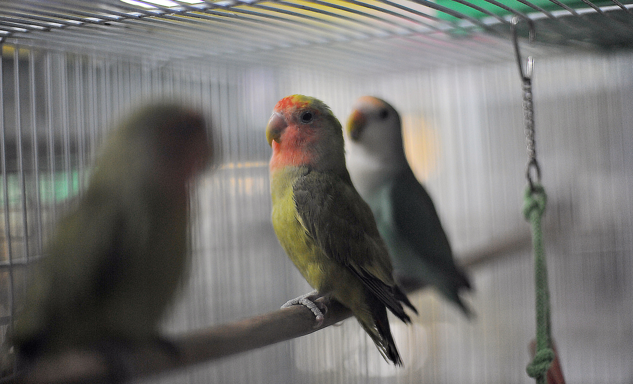 Nikon D3X sample photo. Fischer's lovebirds photography