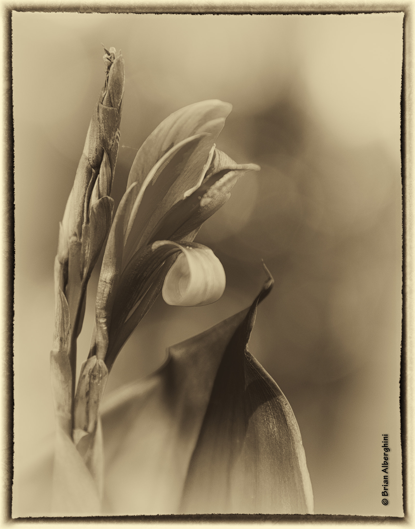 Nikon D7100 + Sigma 24-105mm F4 DG OS HSM Art sample photo. Canna lily #2 photography