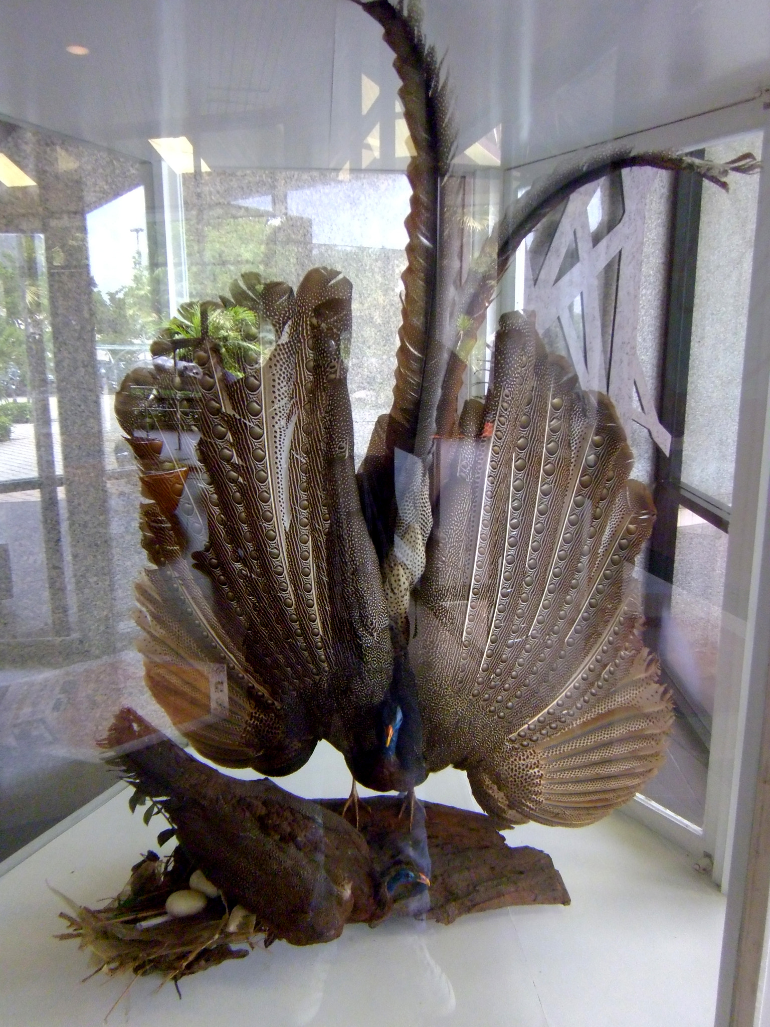 Panasonic DMC-LS5 sample photo. Brown peacock fossil photography