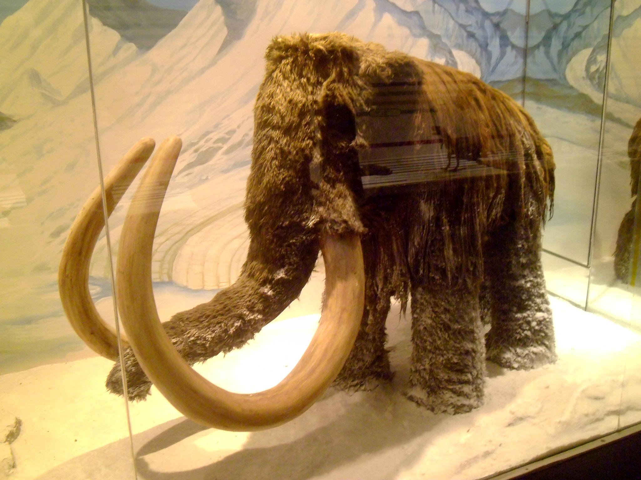 Panasonic DMC-LS5 sample photo. Big hunter mammoth photography